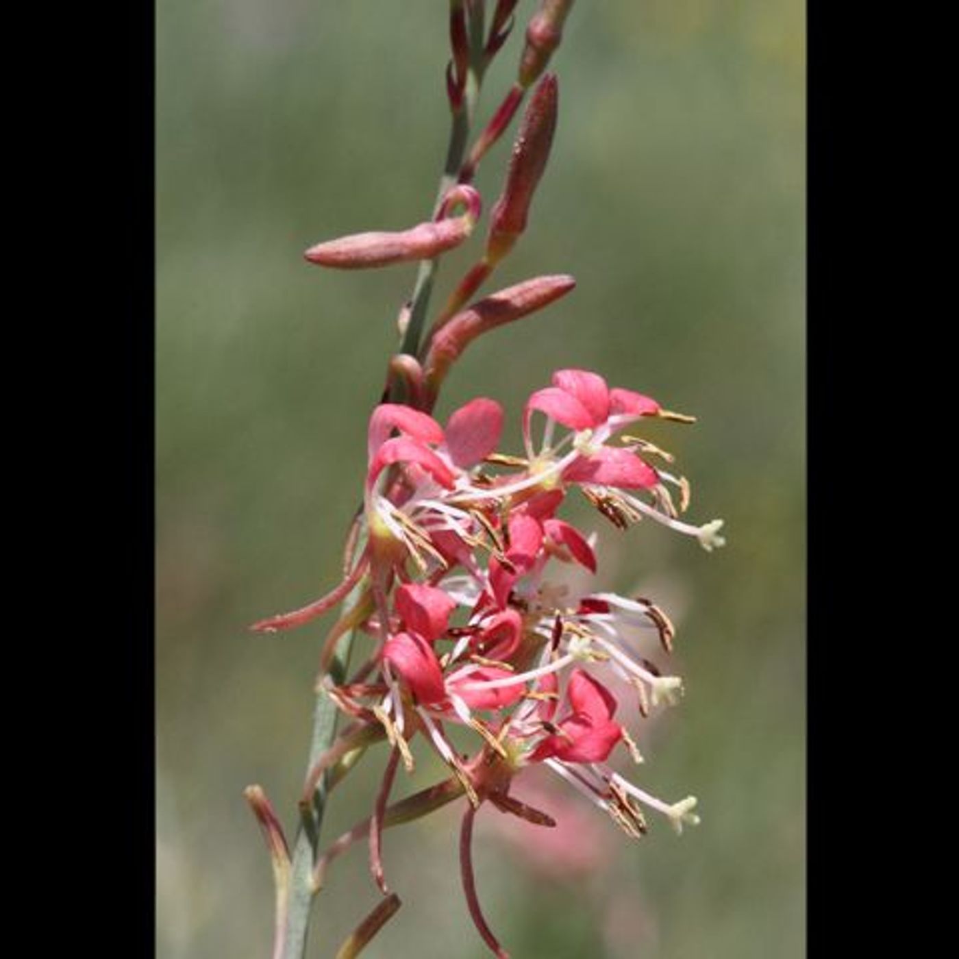 Hey Hey What's Blooming: Gaura