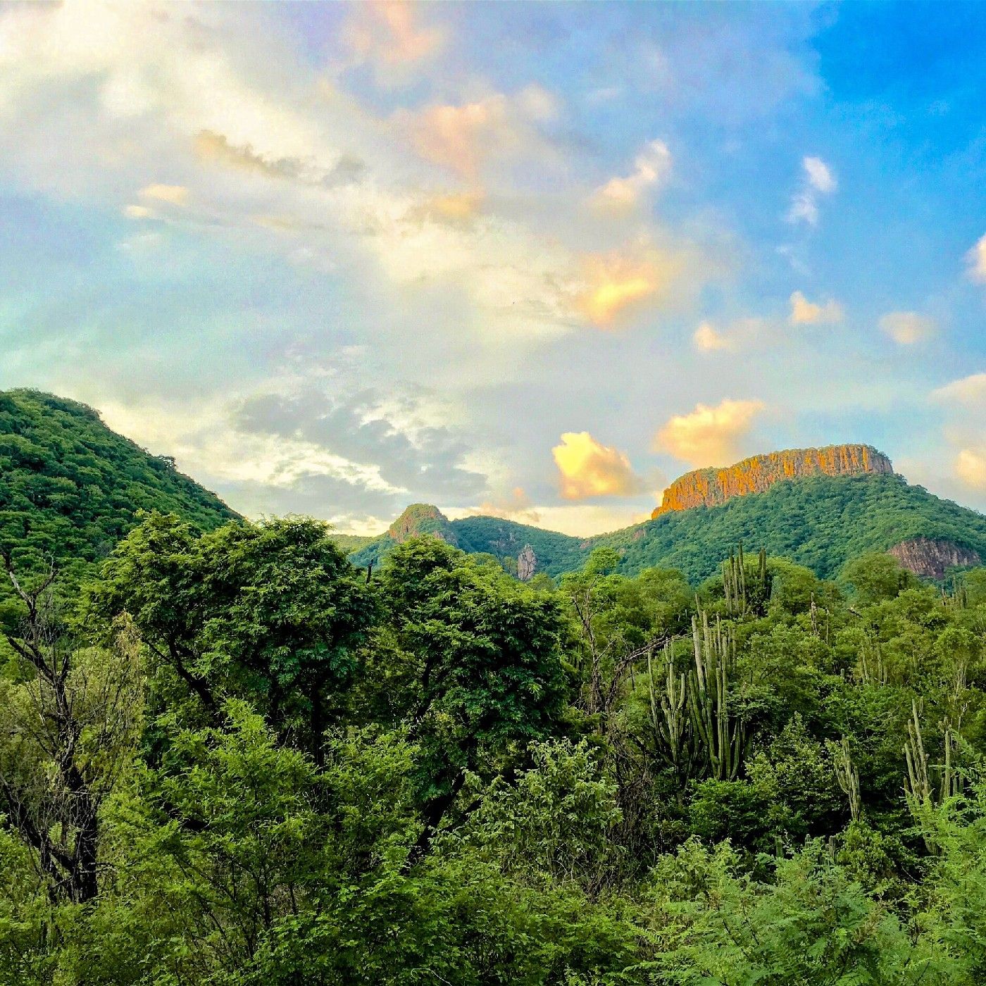 "VERDE VIVO" de Rodrigo Mendoza Martinez