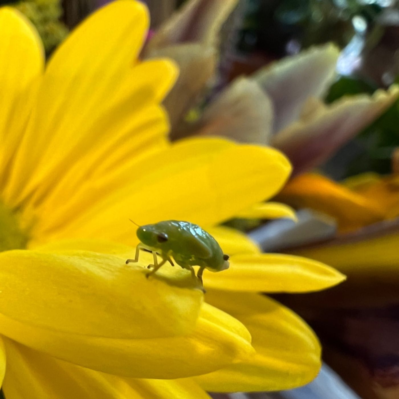 Episode 217 - How to deal with a large scale pest infestation