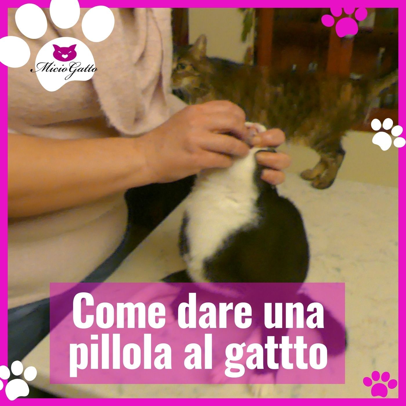 MicioGatto - Tutto sui gatti!
