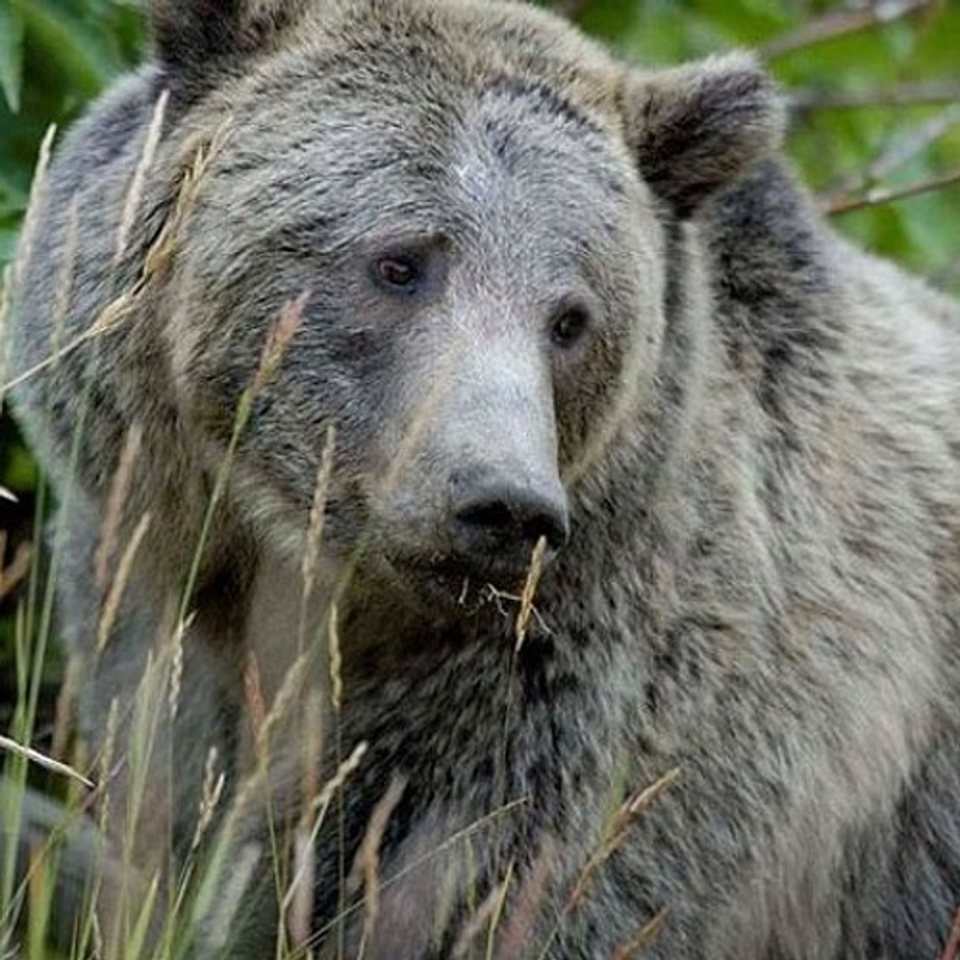 Federal Court Puts Yellowstone Grizzlies Back On Endangered List episode artwork