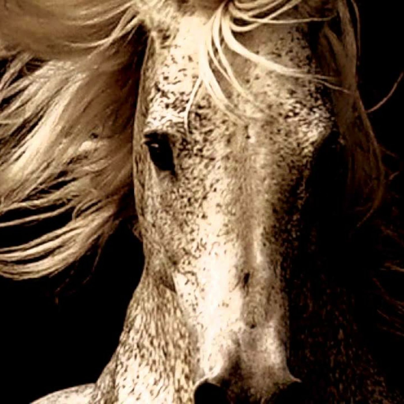 وما الخيل إلا كالصديق قليلة وما الخيل إلا كالصديق قليلة