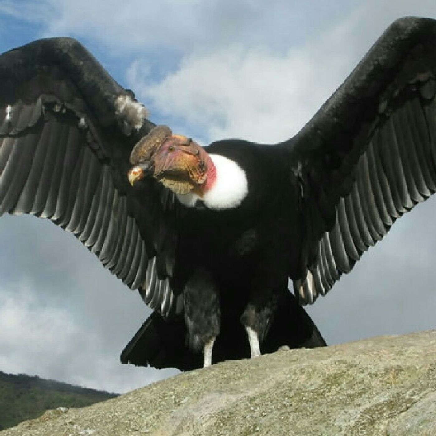 Adagio De Los Andes  - El Condor Pasa