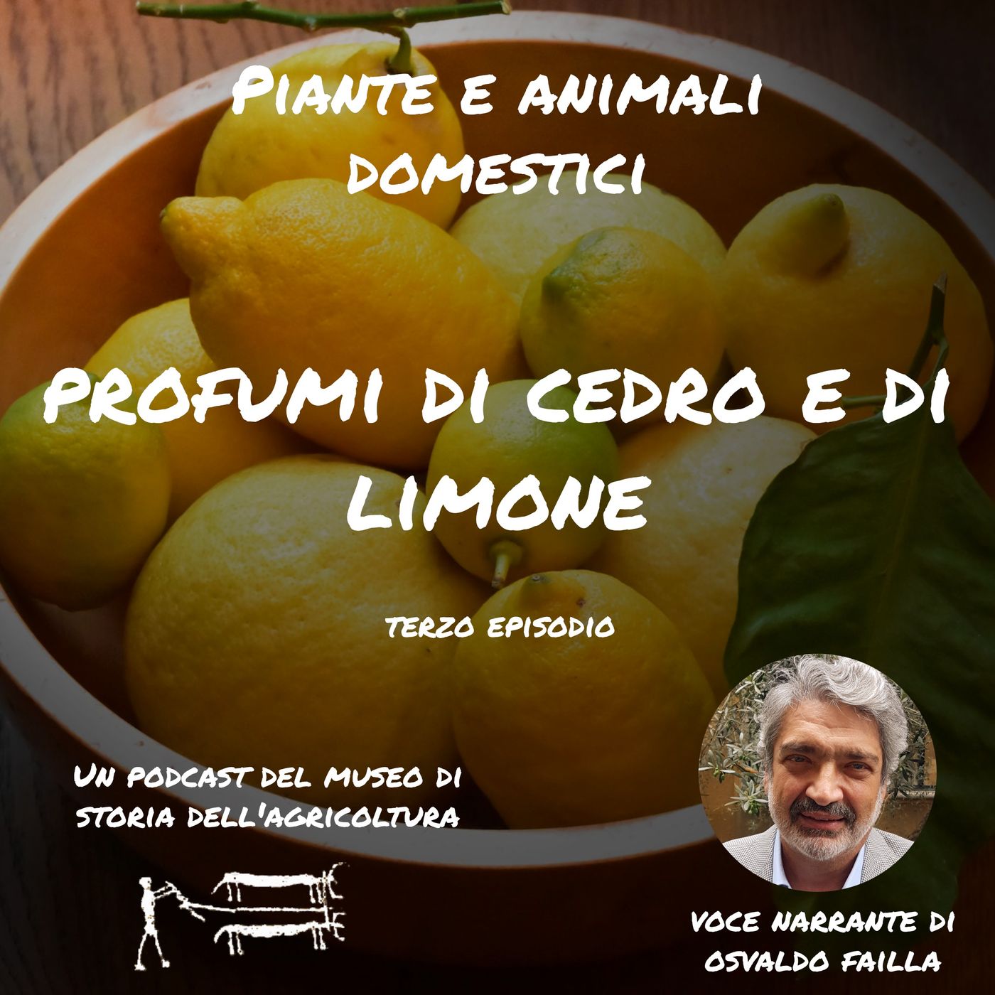 Profumi di cedro e limone: i primi agrumi arrivati in Occidente