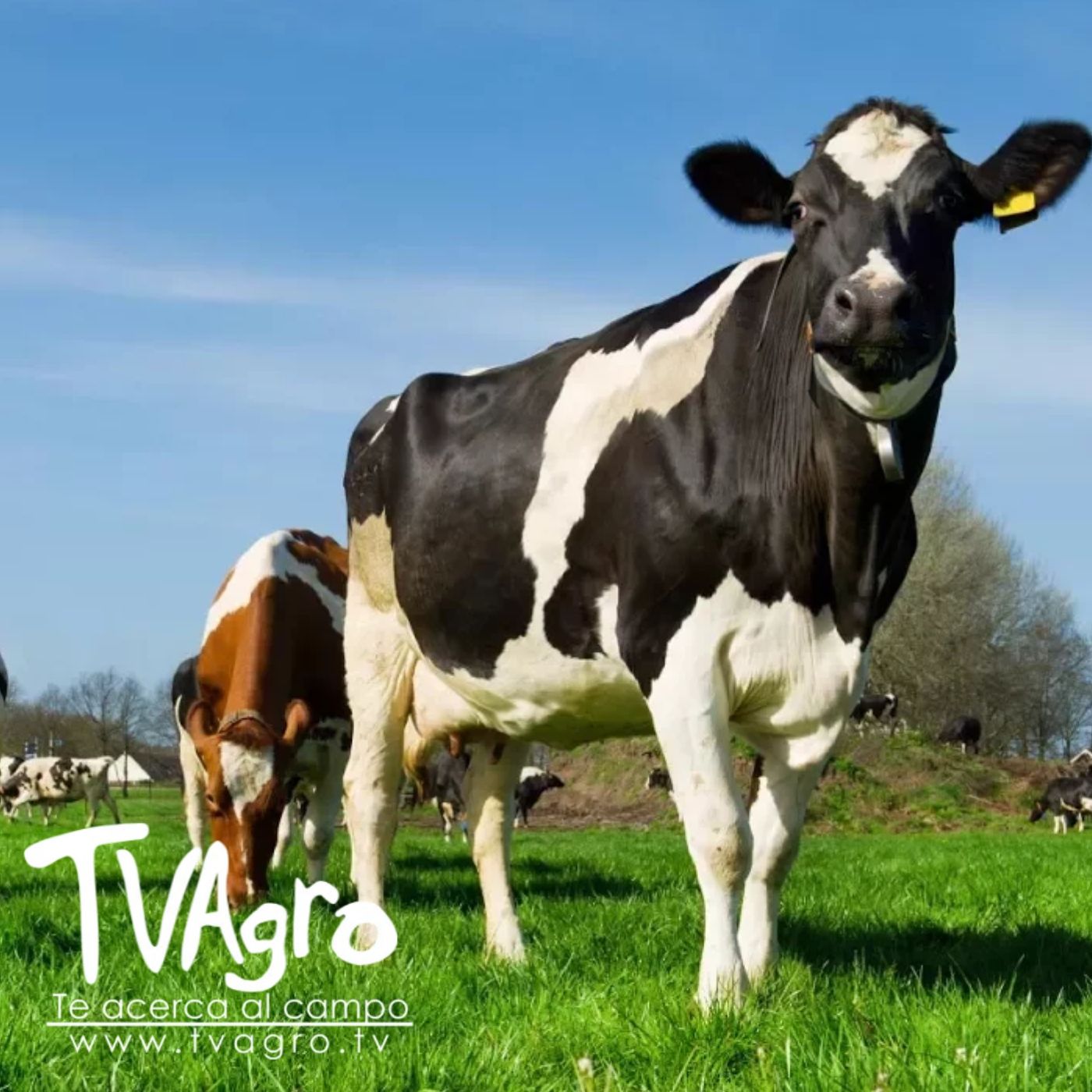 TV AGRO