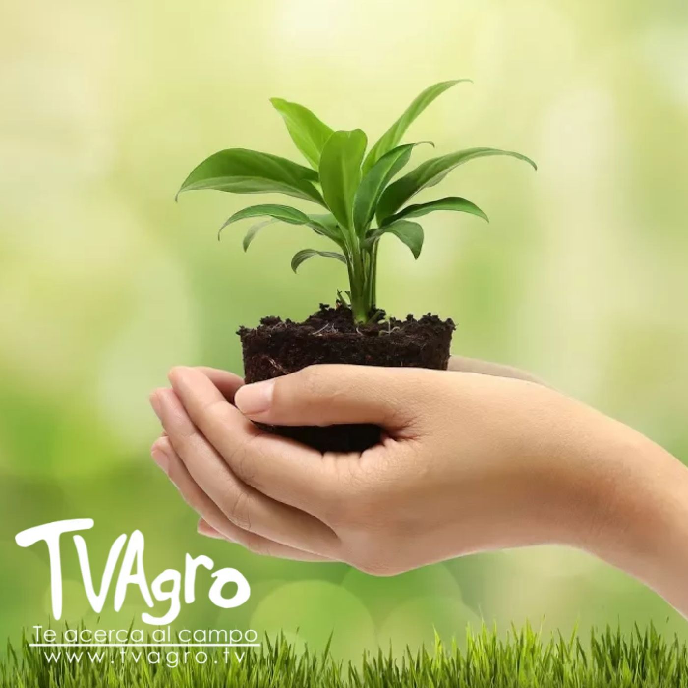 TV AGRO