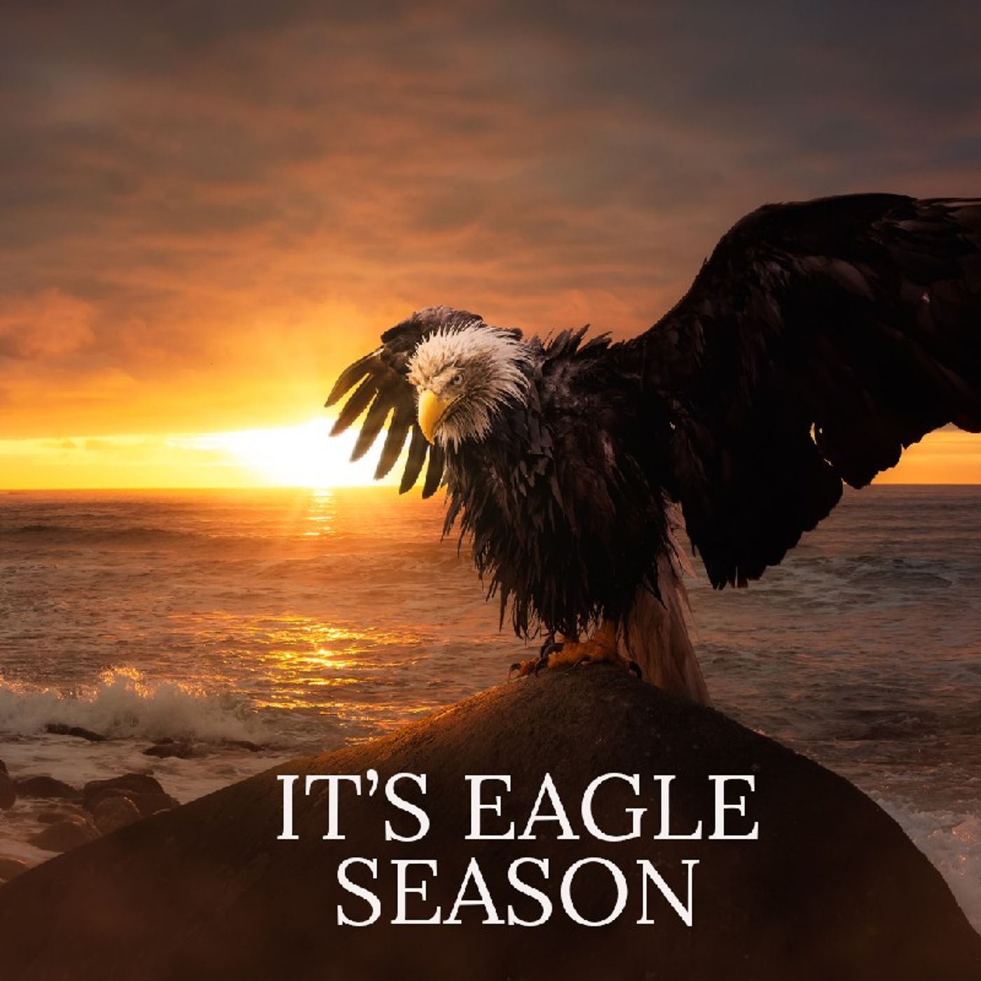 It's my Eagle Season episode artwork