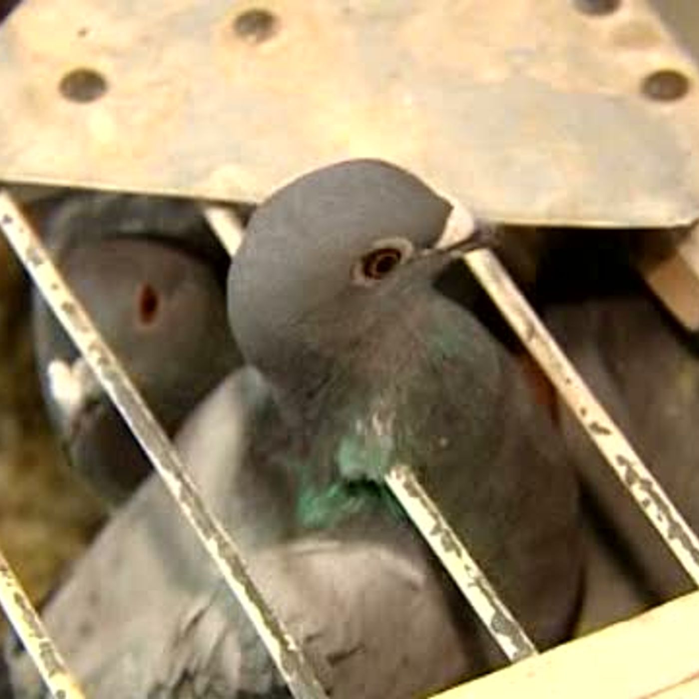 La Brújula de la Ciencia: Cómo se orientan las palomas mensajeras episode artwork