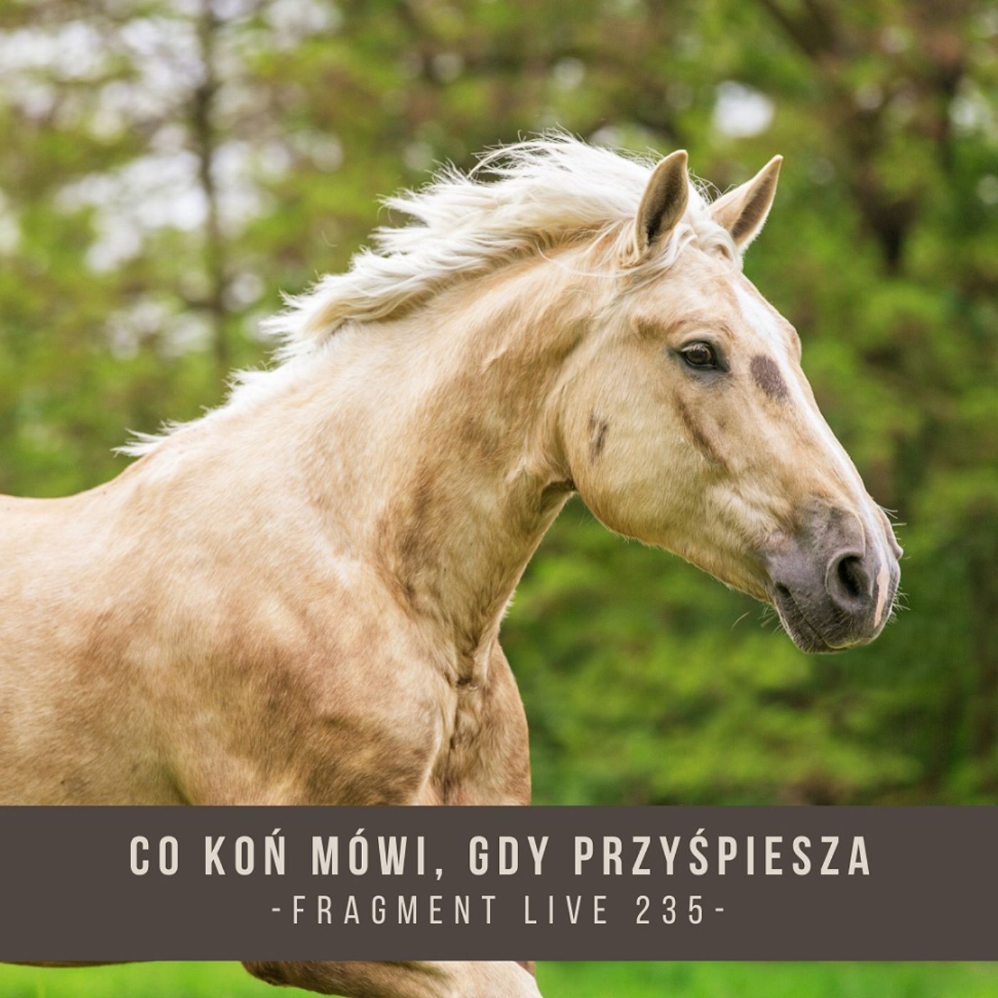 Co koń mówi,  gdy przyśpiesza - fragment live 235