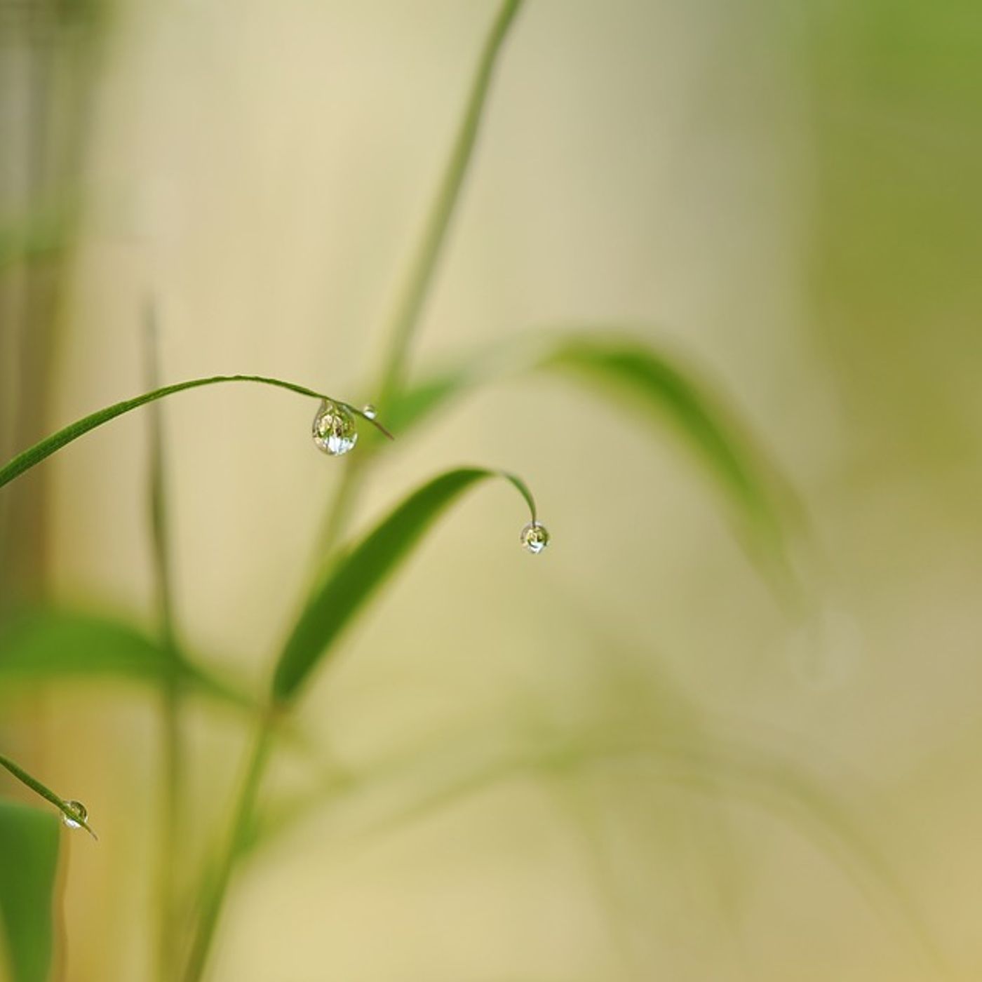 Meditazione del Fegato