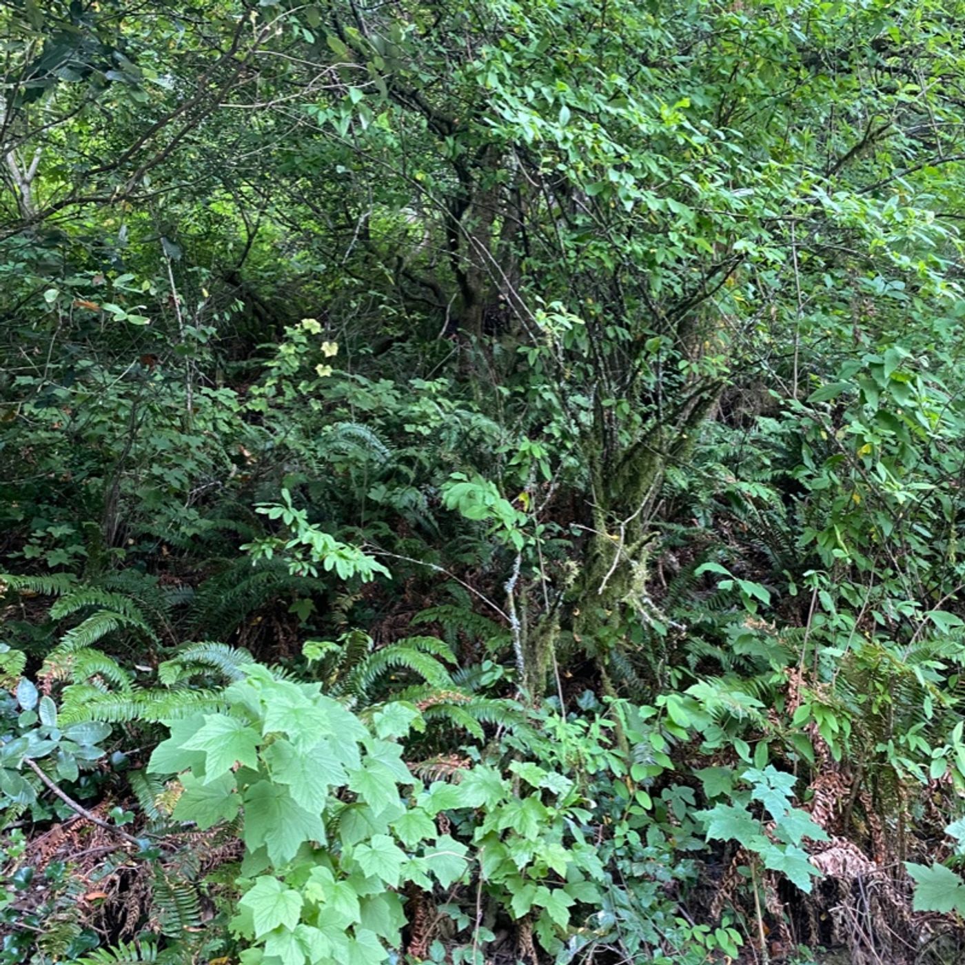 Much More - the WORD of Truth, David Uriah Adulatory Murder Repentance & SALVATION