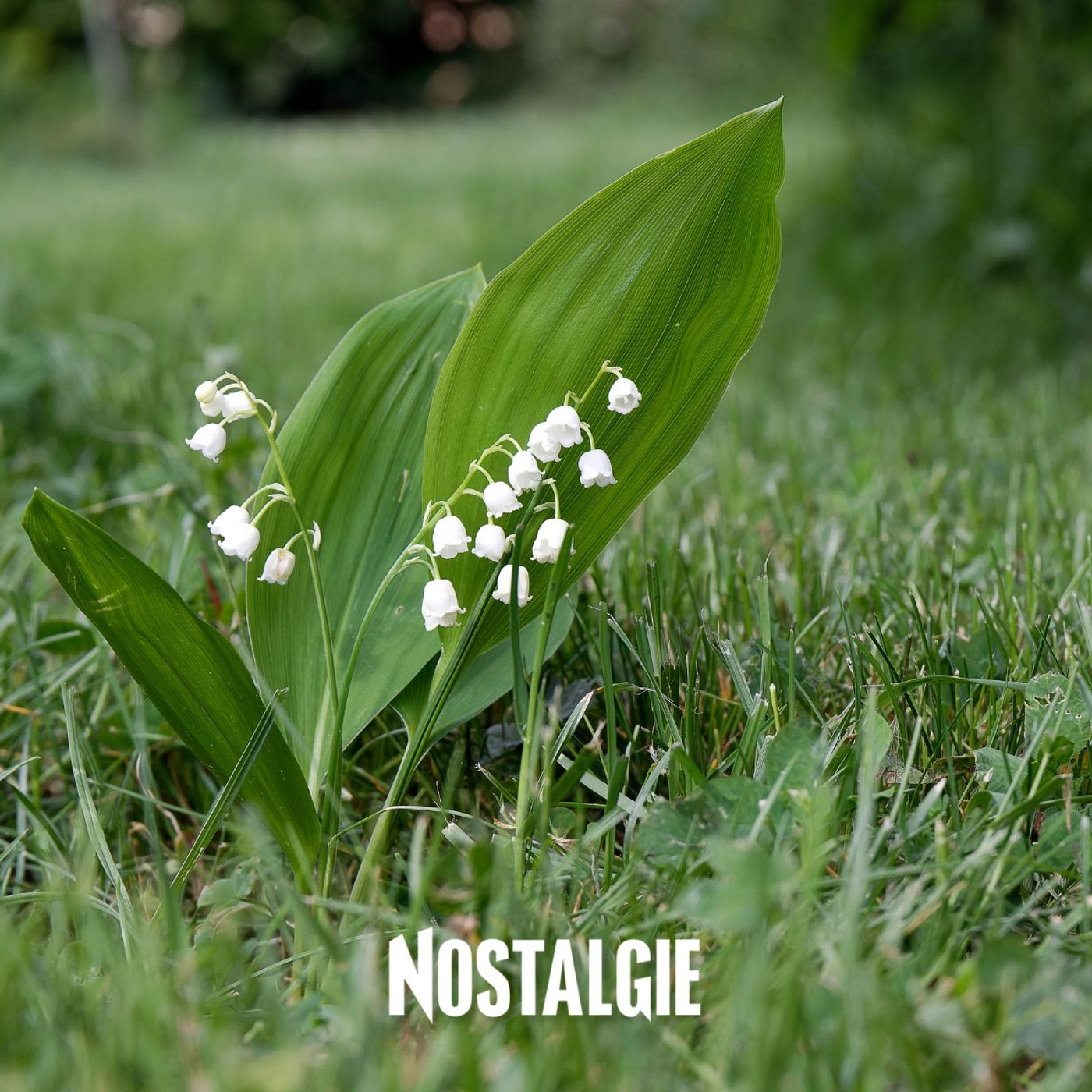 1er mai 1561 : l’origine royale de la tradition du muguet sous Charles IX episode artwork