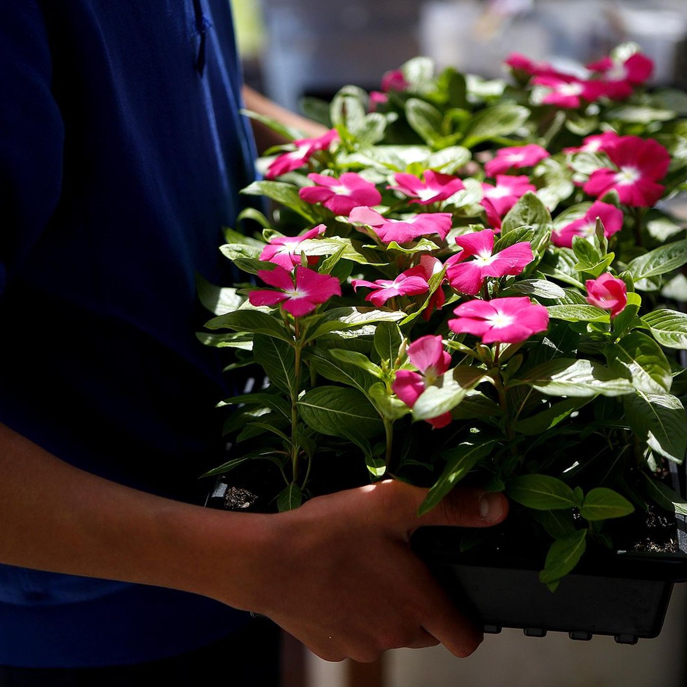 Plant sales Saturday in Harvard, Crystal Lake area raise funds for groups, youths episode artwork