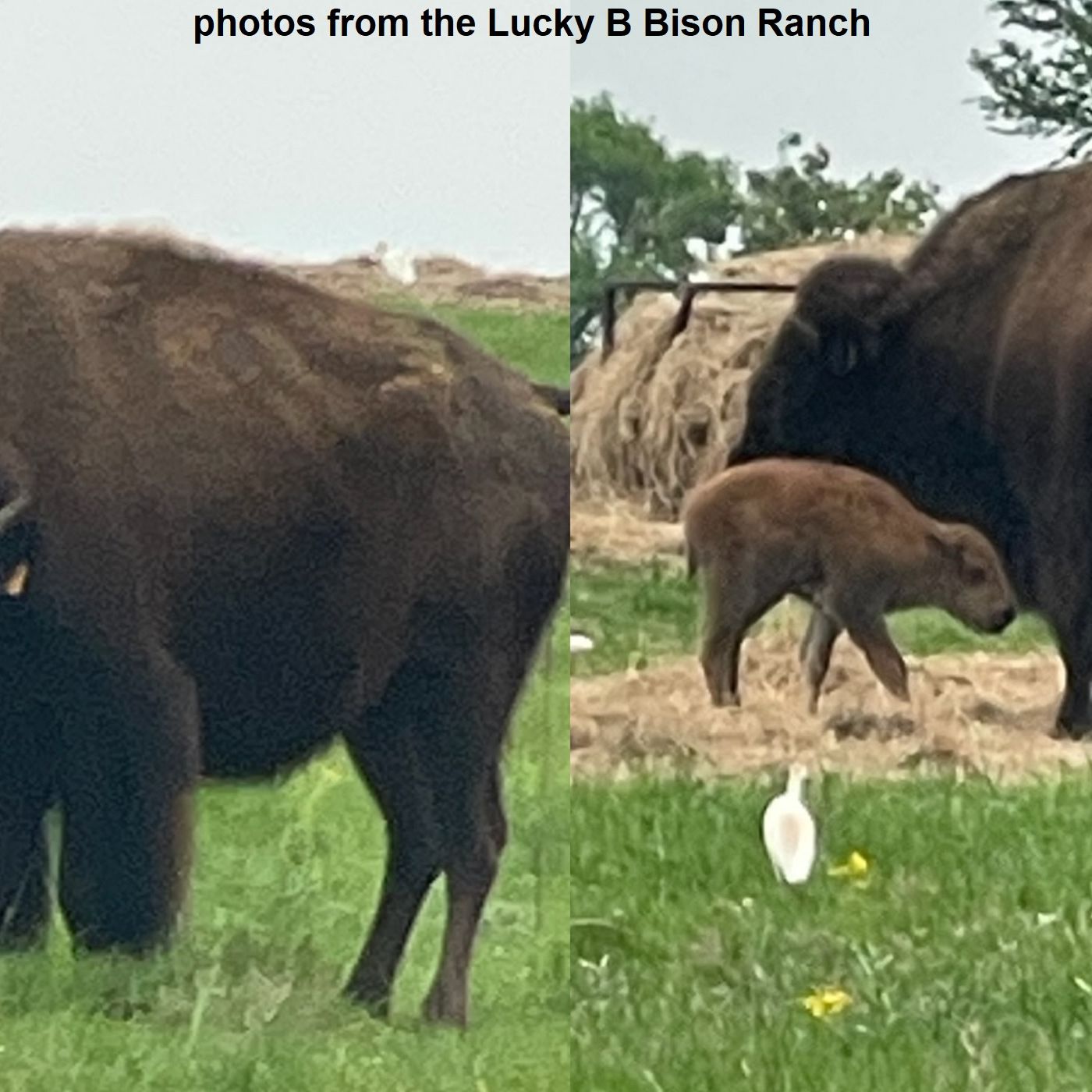 Destination Bryan tourism office update includes the reason for announcing the birth of a bison episode artwork