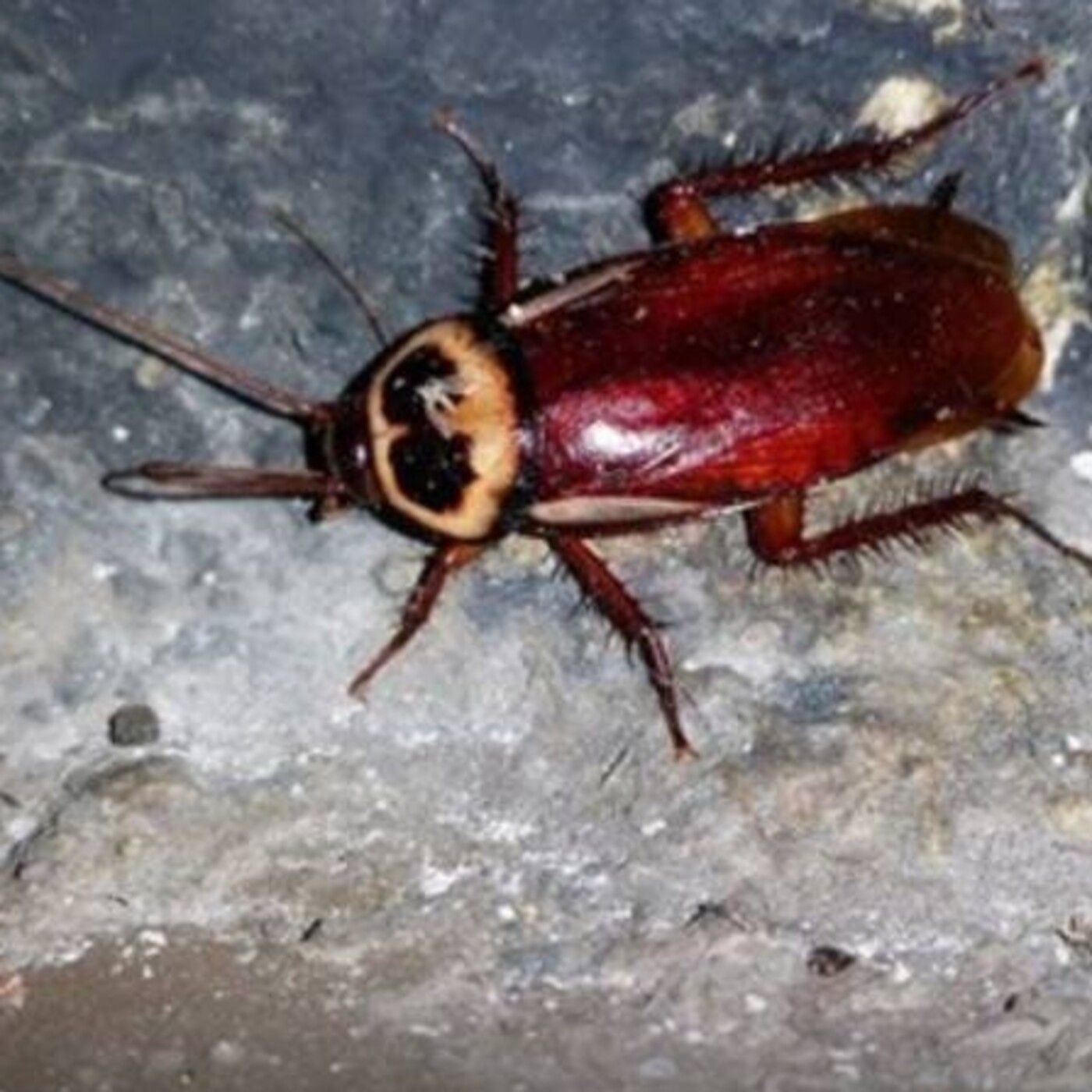 Historias de Miedo Enero 6 2021 LA MUJER CUCARACHA