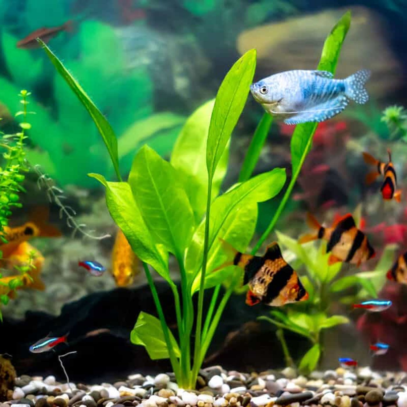 The Majesty of Sword Plants: Aquatic Roy podcast artwork