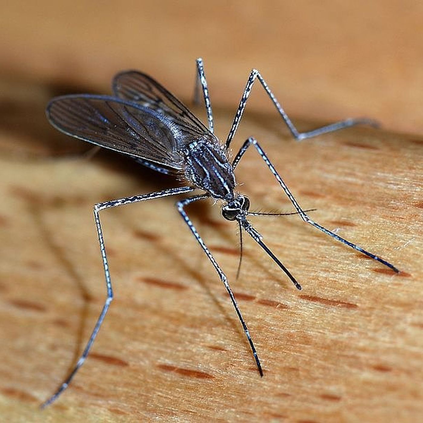First Kendall County mosquito batch to test positive for West Nile virus episode artwork