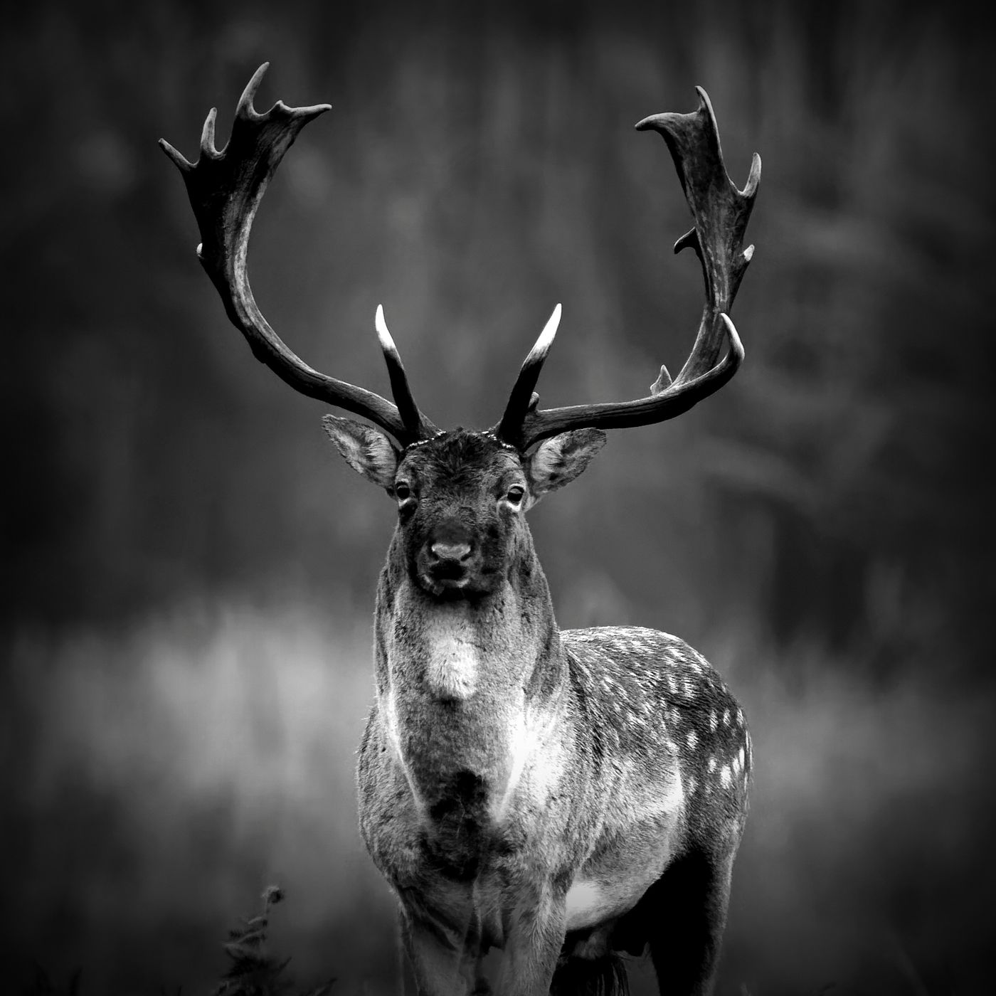 El Venado