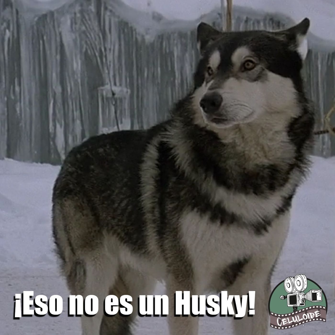 CLOP E163 Eso no es un Husky CLOP E163 Eso no es un Husky