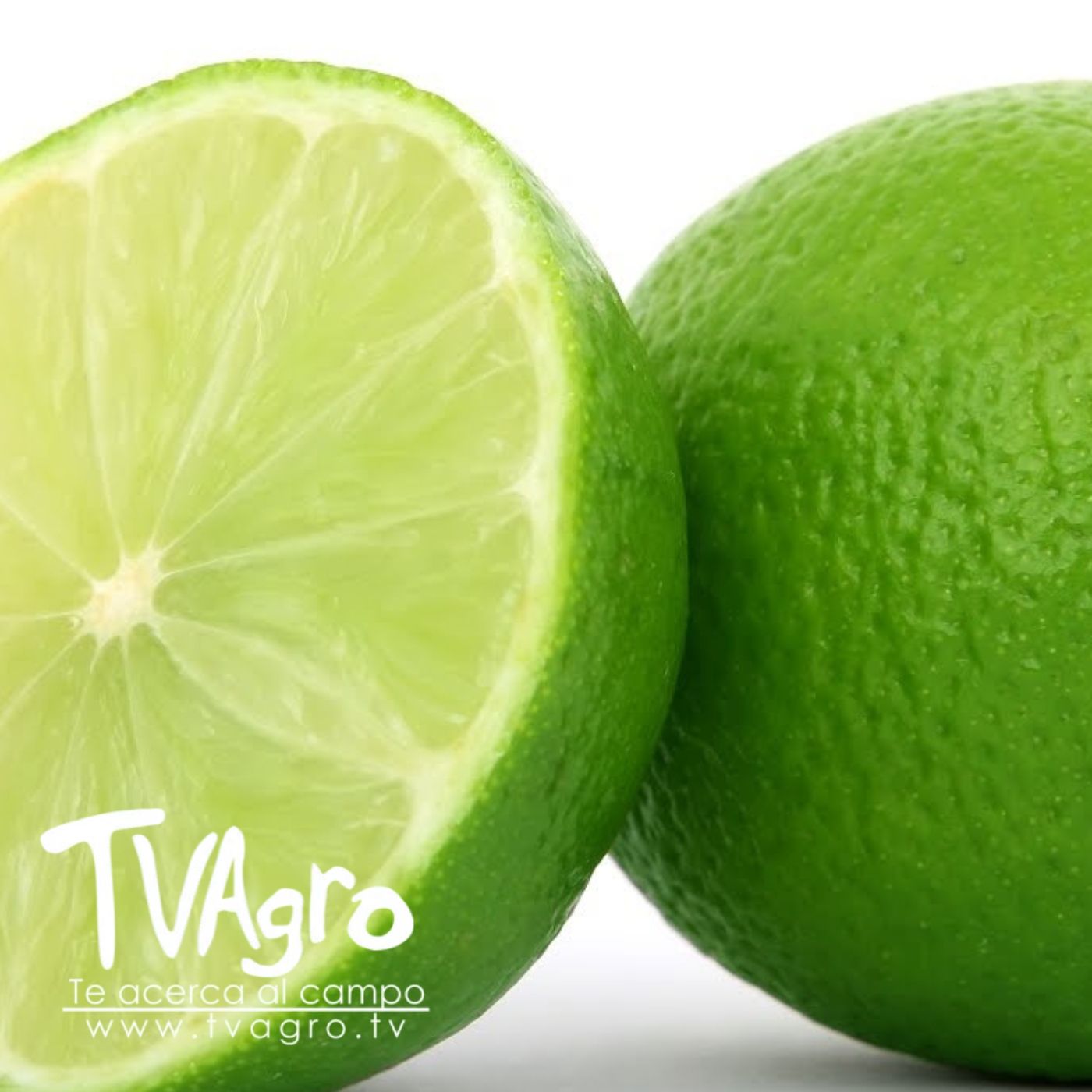 TV AGRO