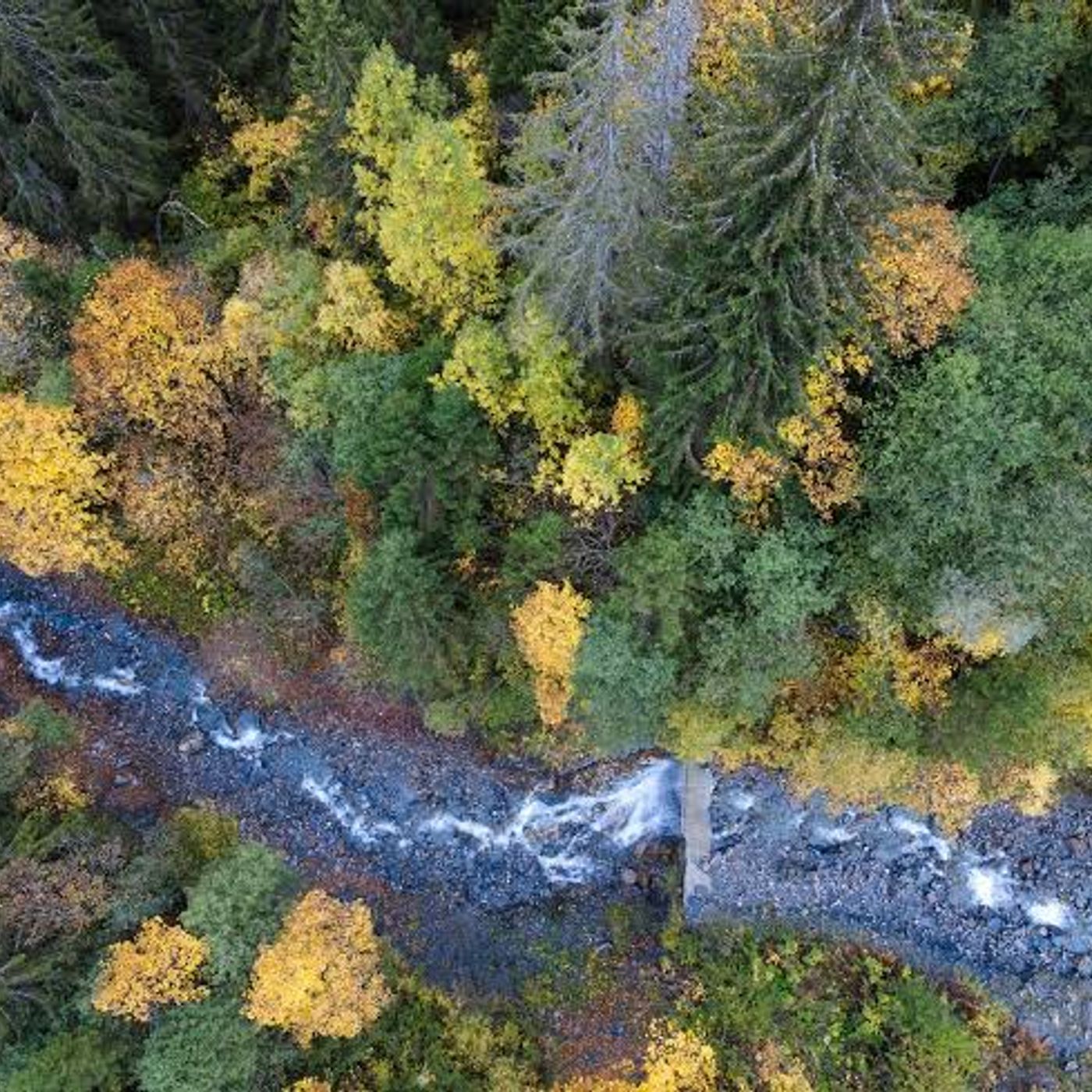 This satellite can see inside forests