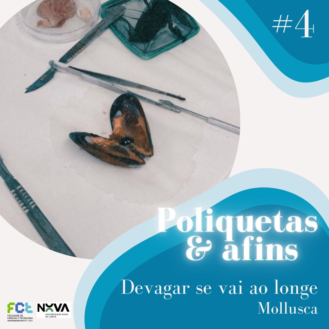 Poliquetas e afins