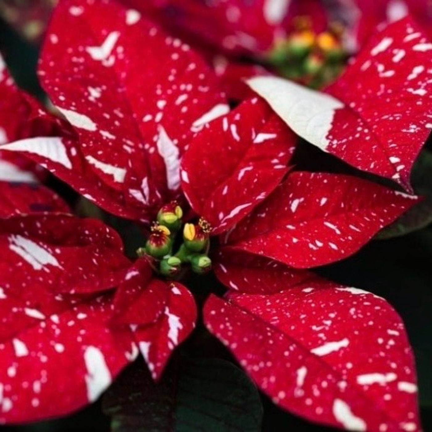 Episode 302 - Cuetlaxochitl care! (aka poinsettia - Euphorbia pulcherrima)