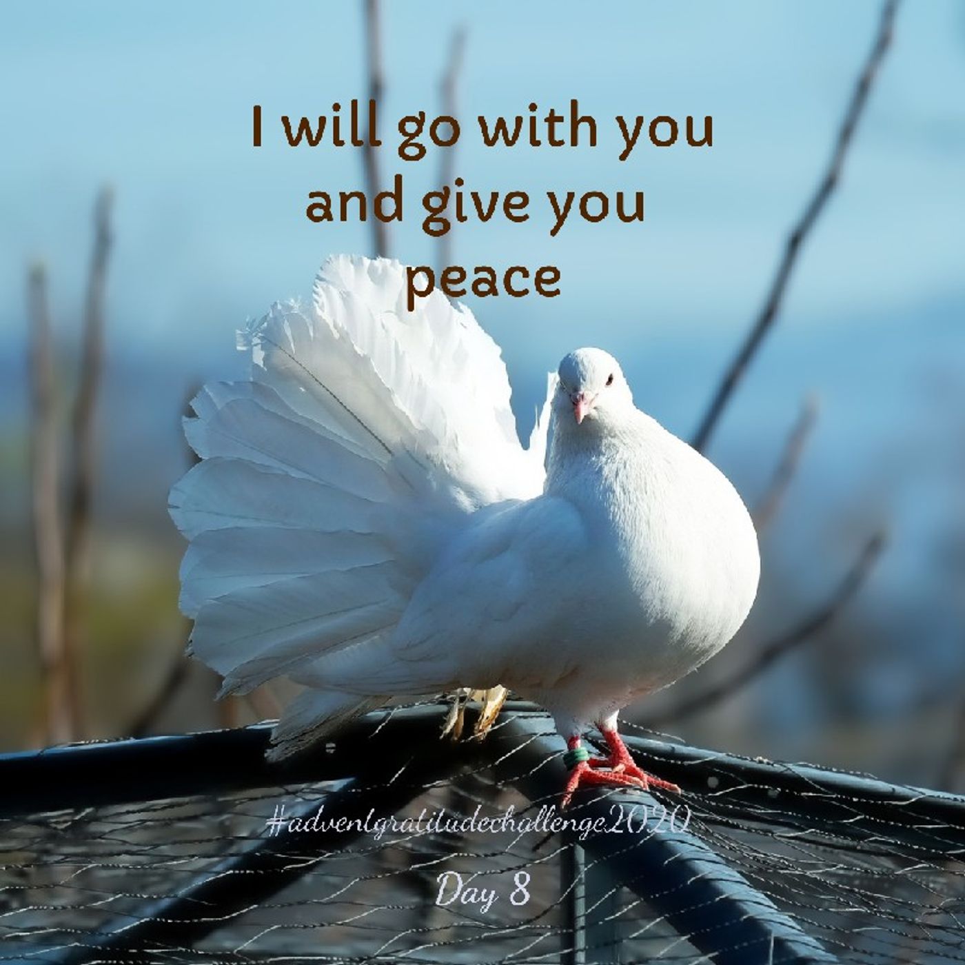 24 giorni di gratitudine