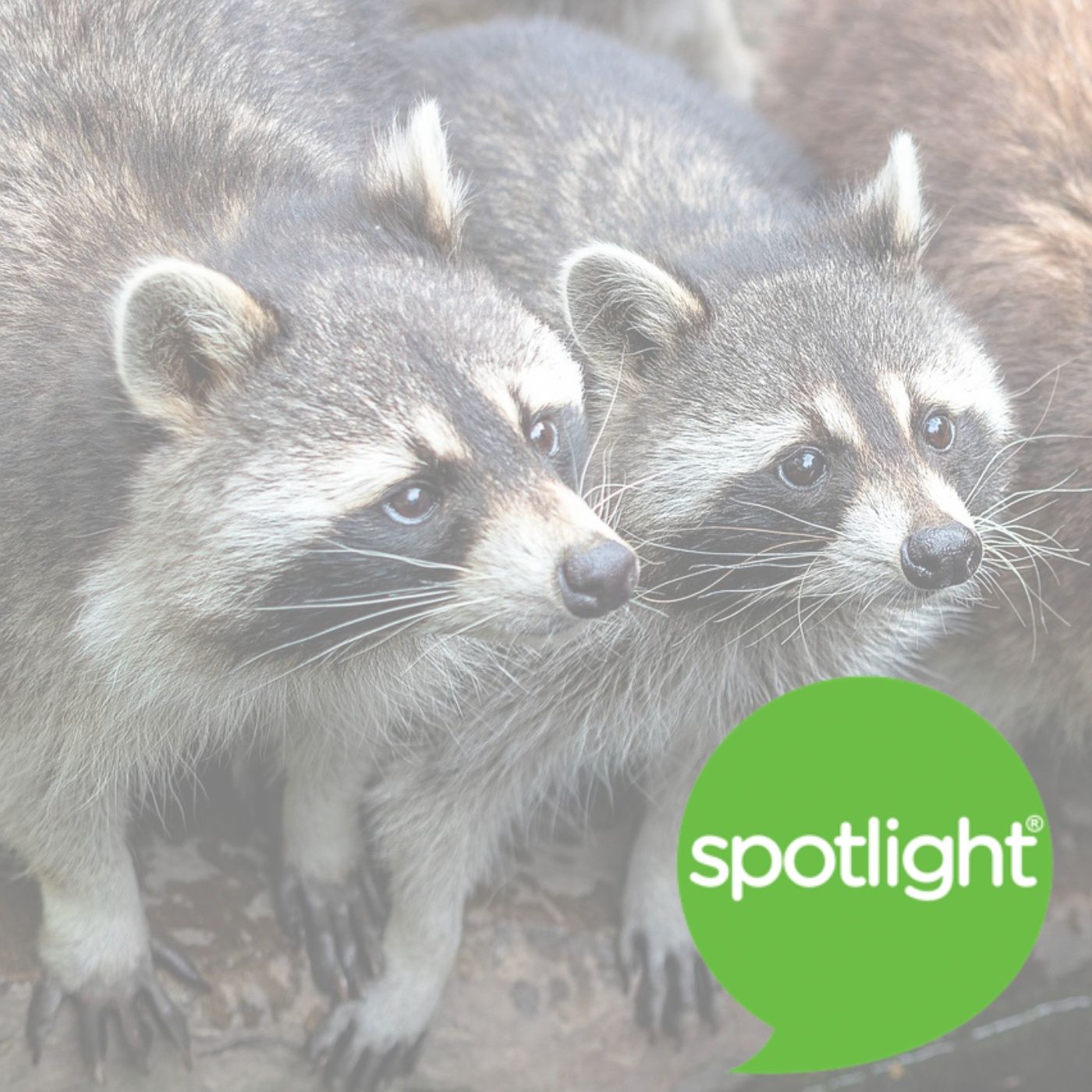 Raccoons Living in Cities