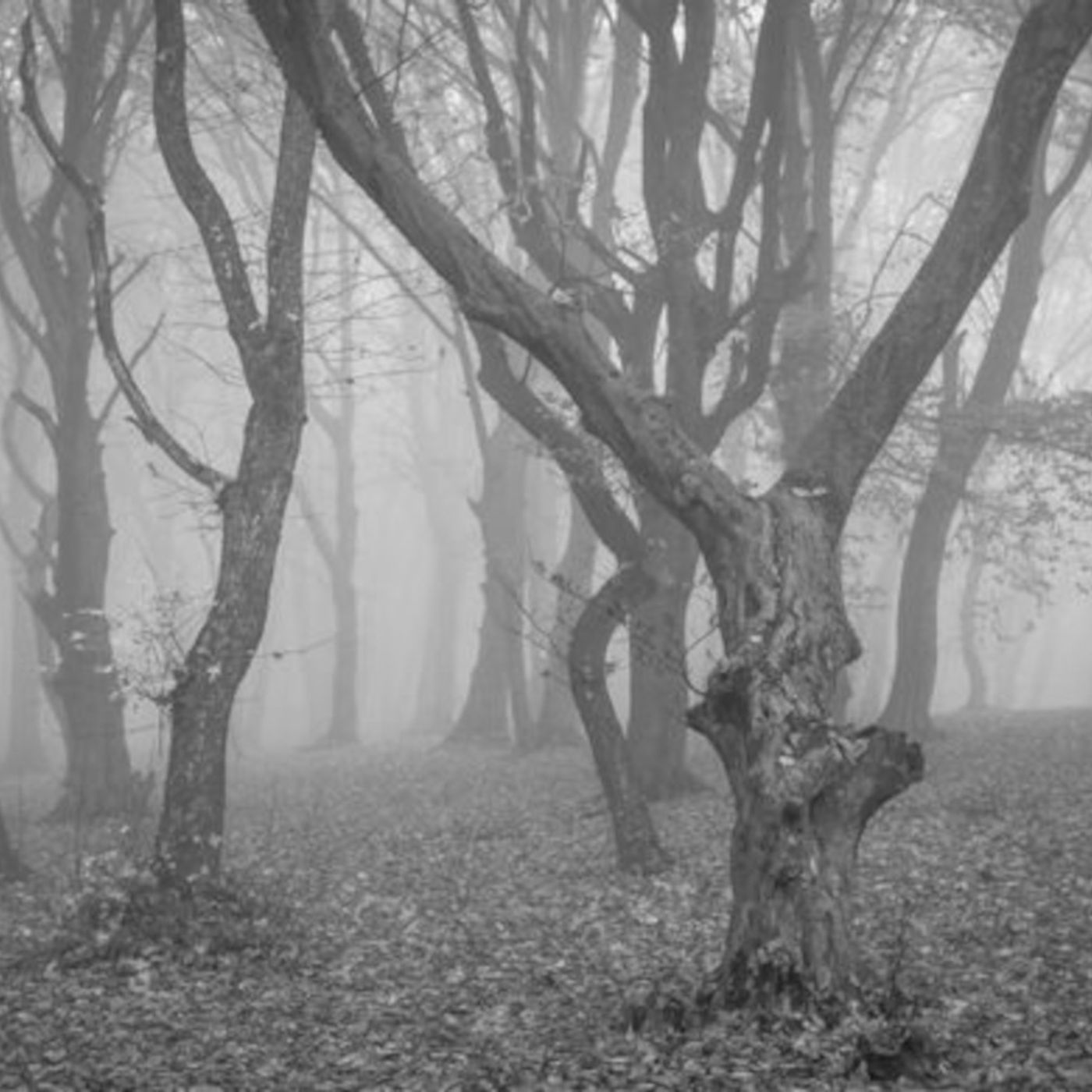 Episode 187  Camping in Cabin 187 in the Hoia Baciu Forest w/ Dan B Fierce episode artwork