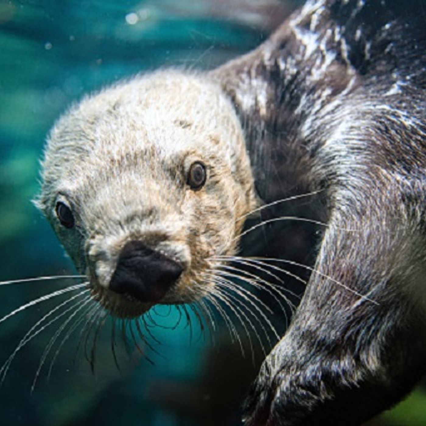 (Smile File) Meet the First Search and Rescue-Recovery Otter! episode artwork