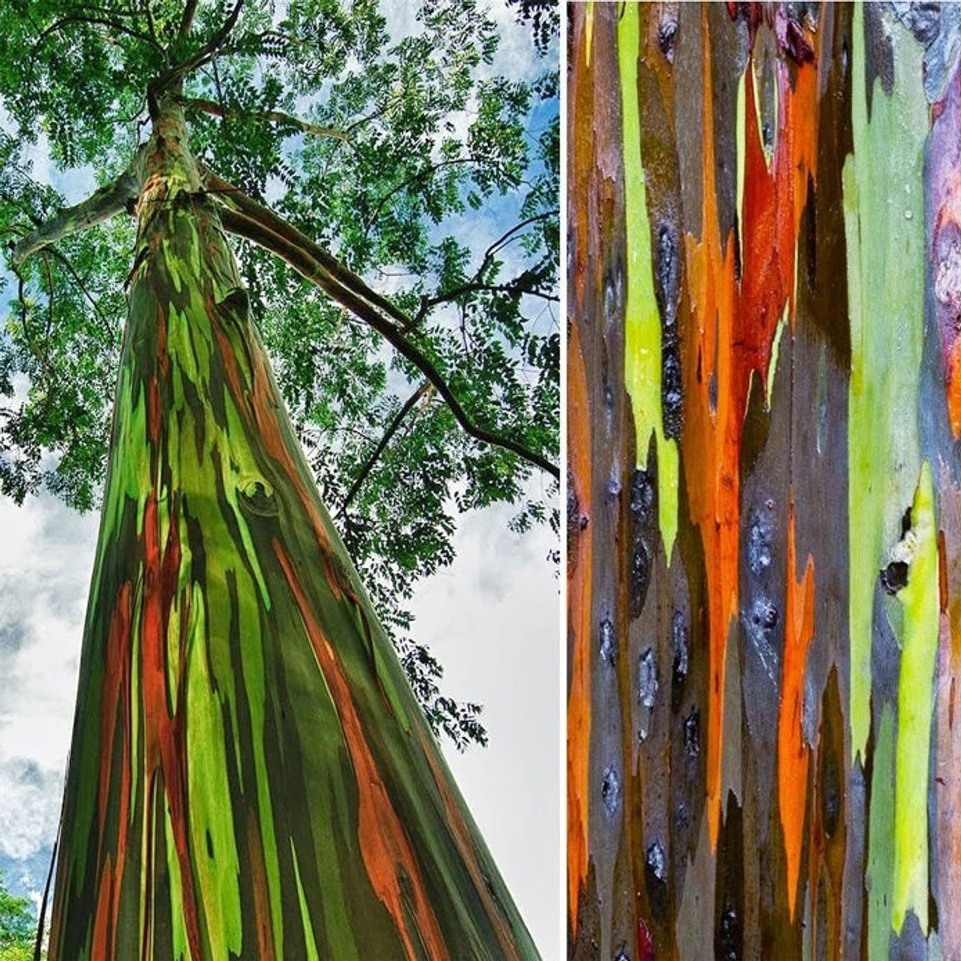 La storia affascinante degli alberi piu strani del mondo episode artwork