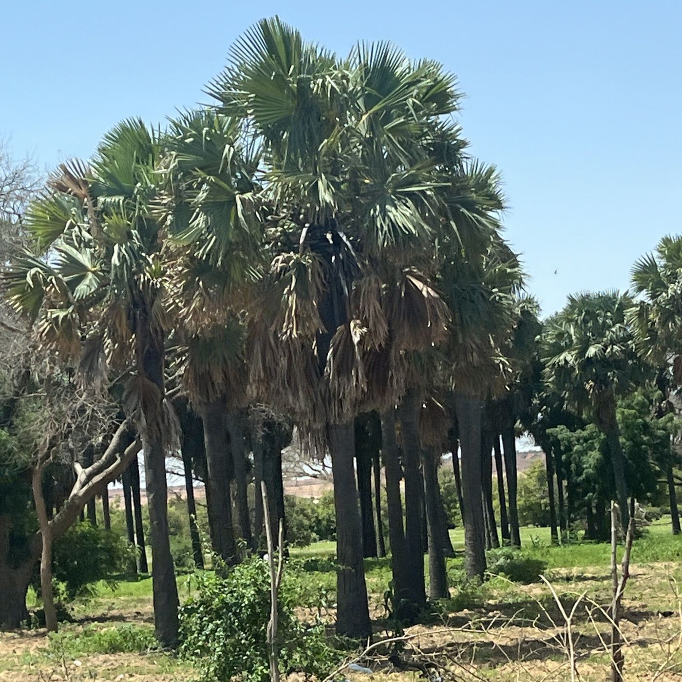 Rap, environnement et eau du fleuve (Le Niger sur Kalangou) episode artwork