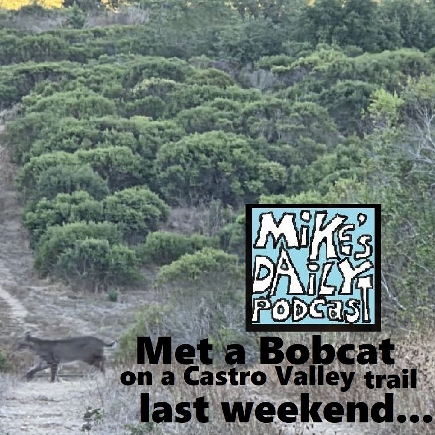 MikesDailyPodcast 3366 Felines episode artwork