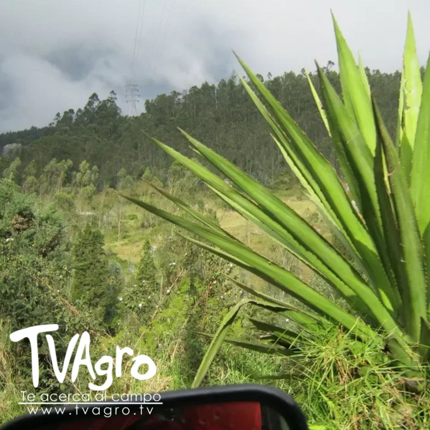 TV AGRO