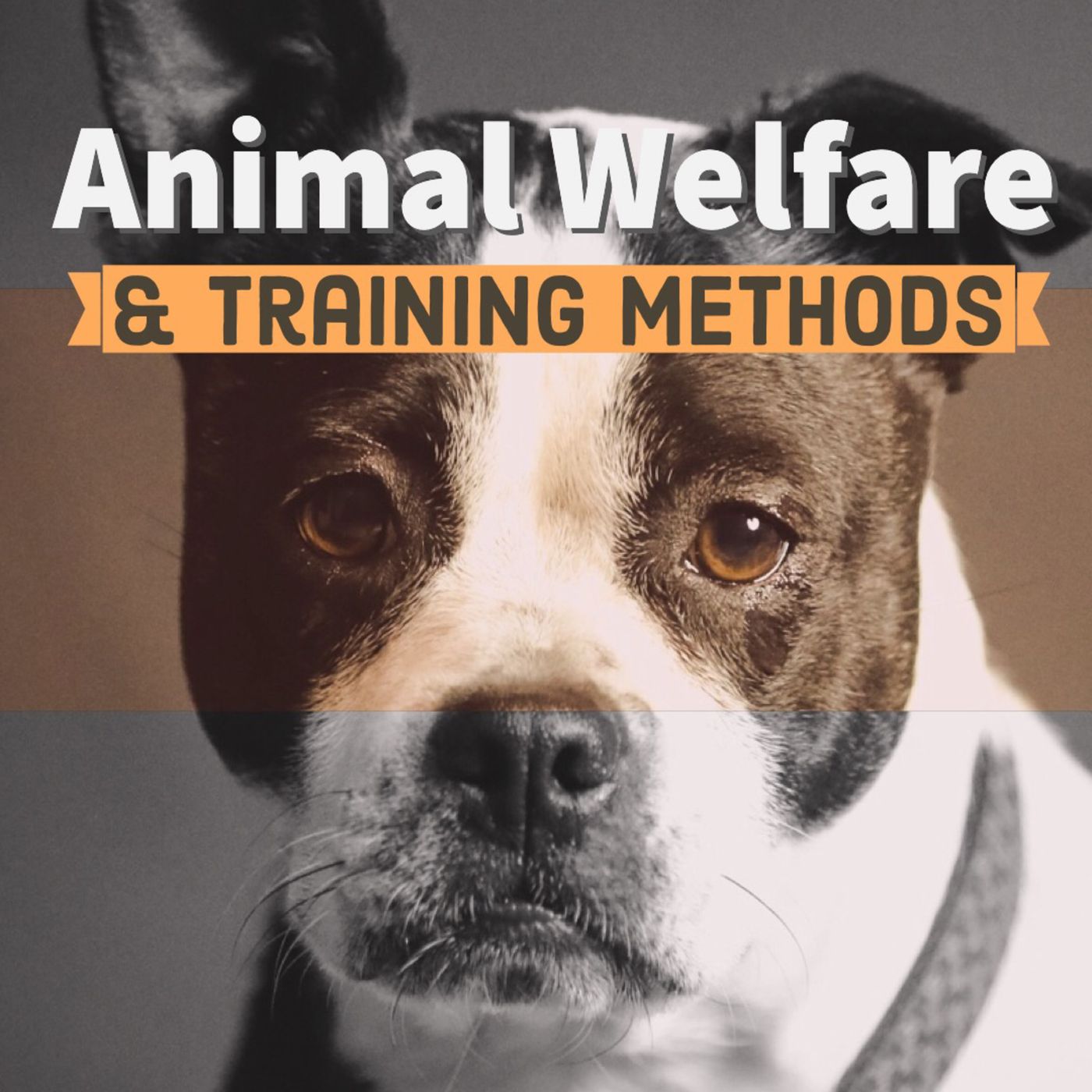 Animal Welfare and Training Methods