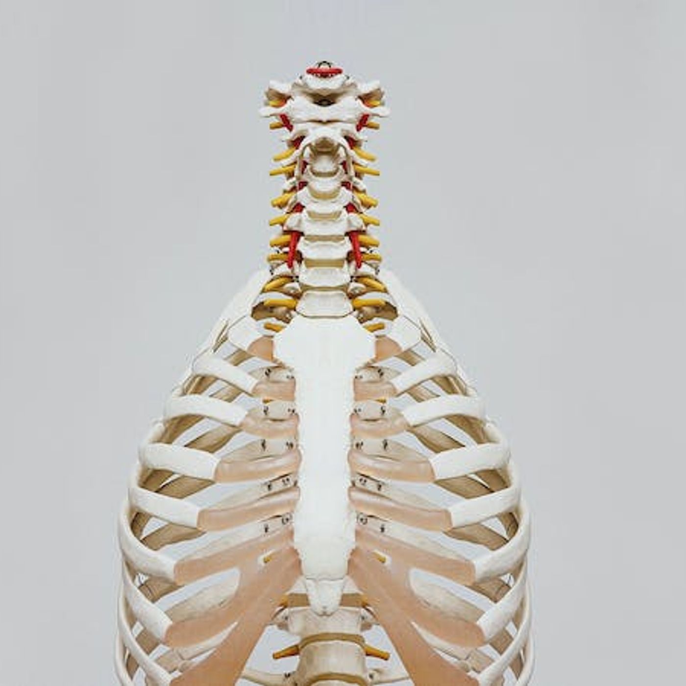 Is Cremation Okay If I Give My Body to Science?