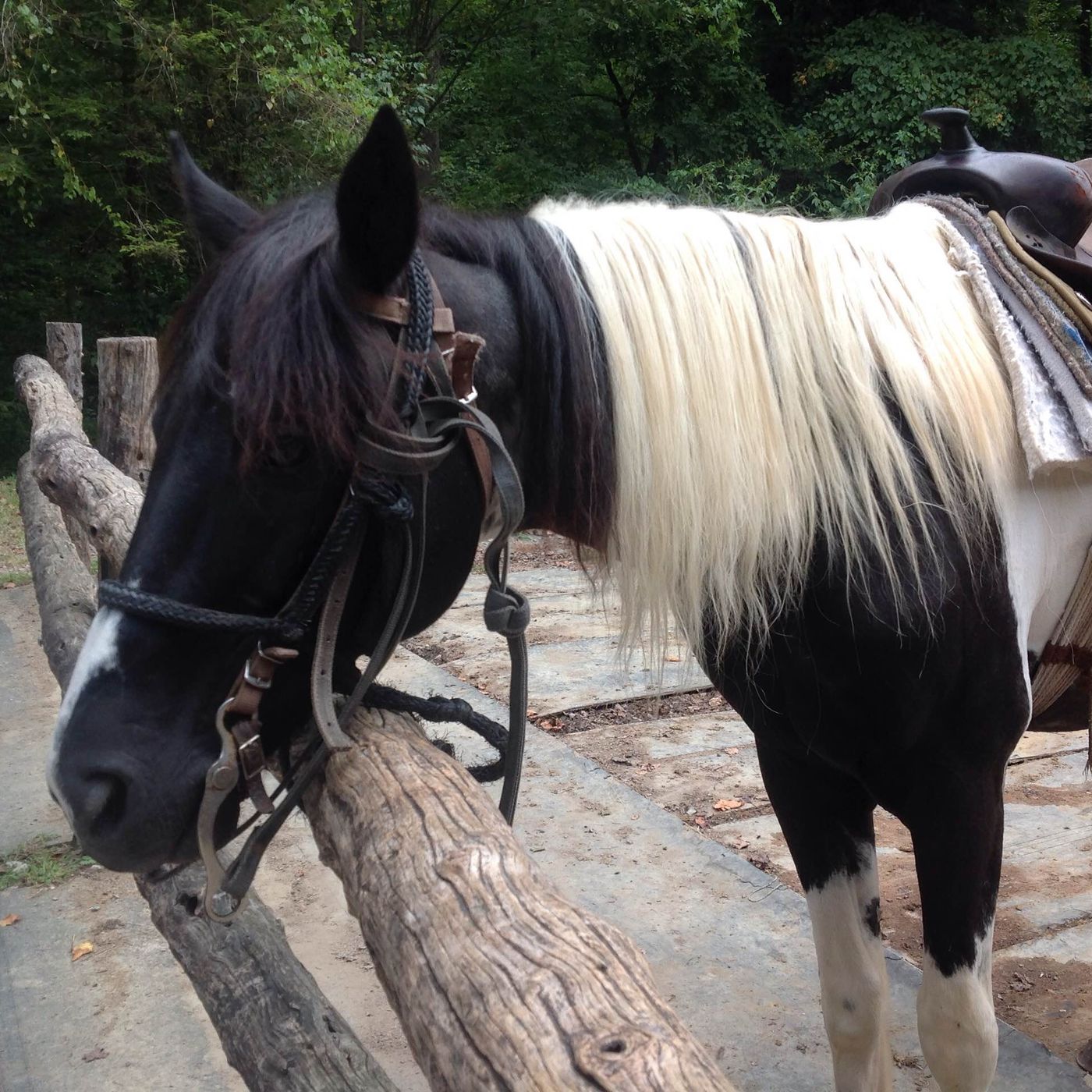 Around the World: Horseback Riding at Sugarland Trail episode artwork