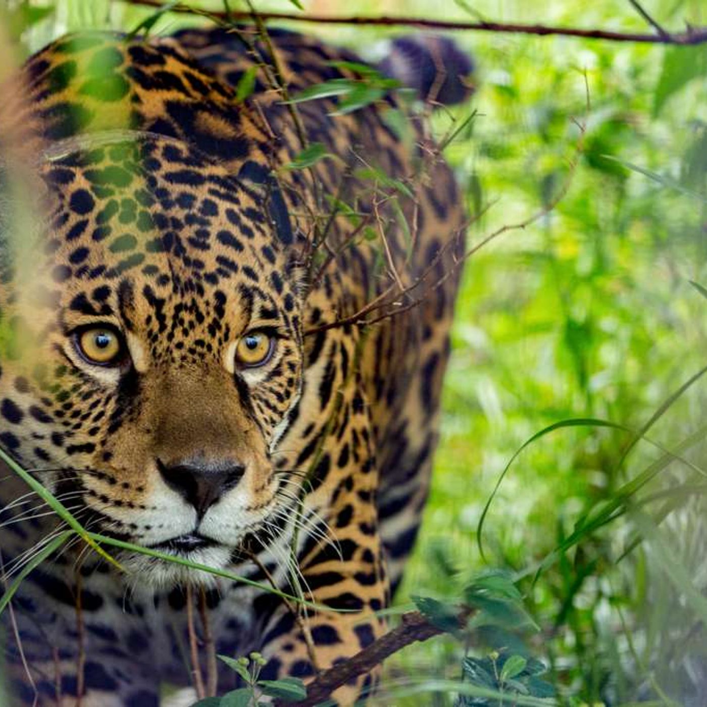 Episode 157: The Jaguar's Path – Rewilding a Continental Corridor with Sebastian Di Martino episode artwork