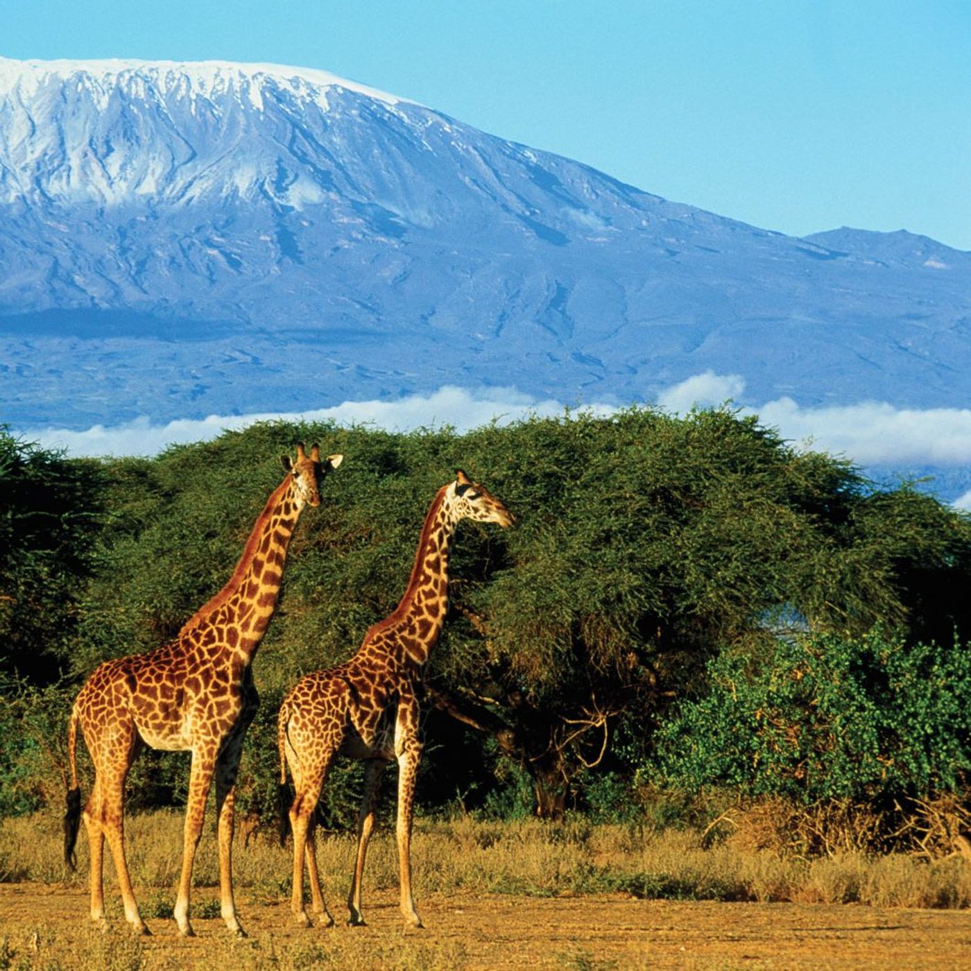 Africa Africa