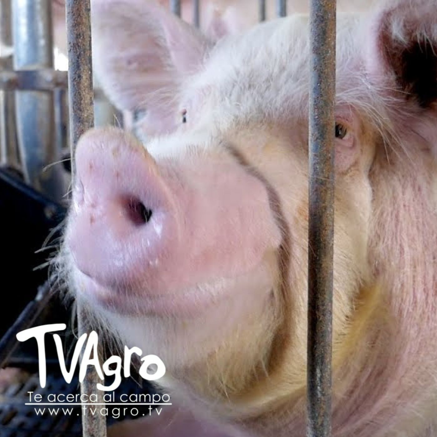 TV AGRO