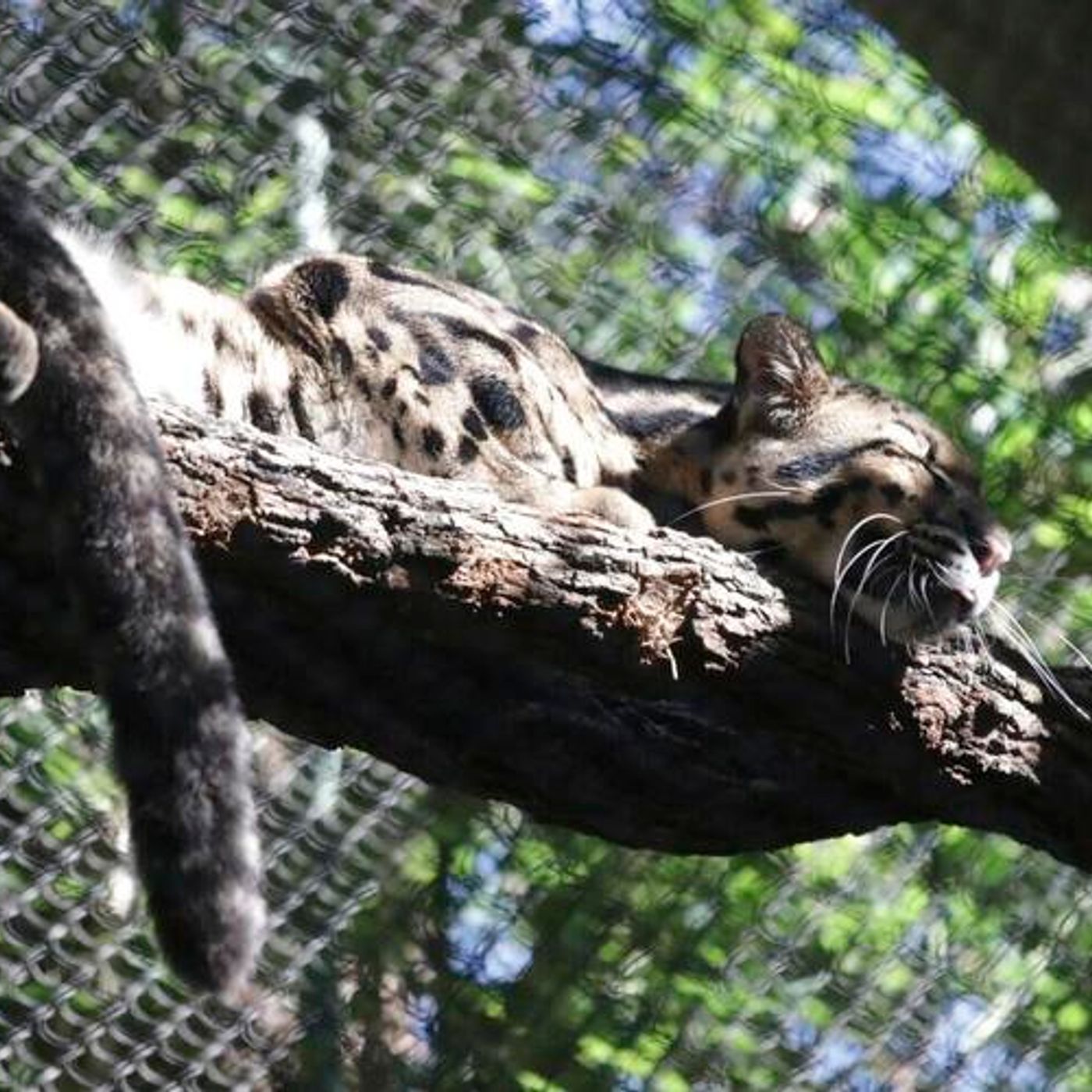Police investigate after Dallas Zoo missing leopard is found