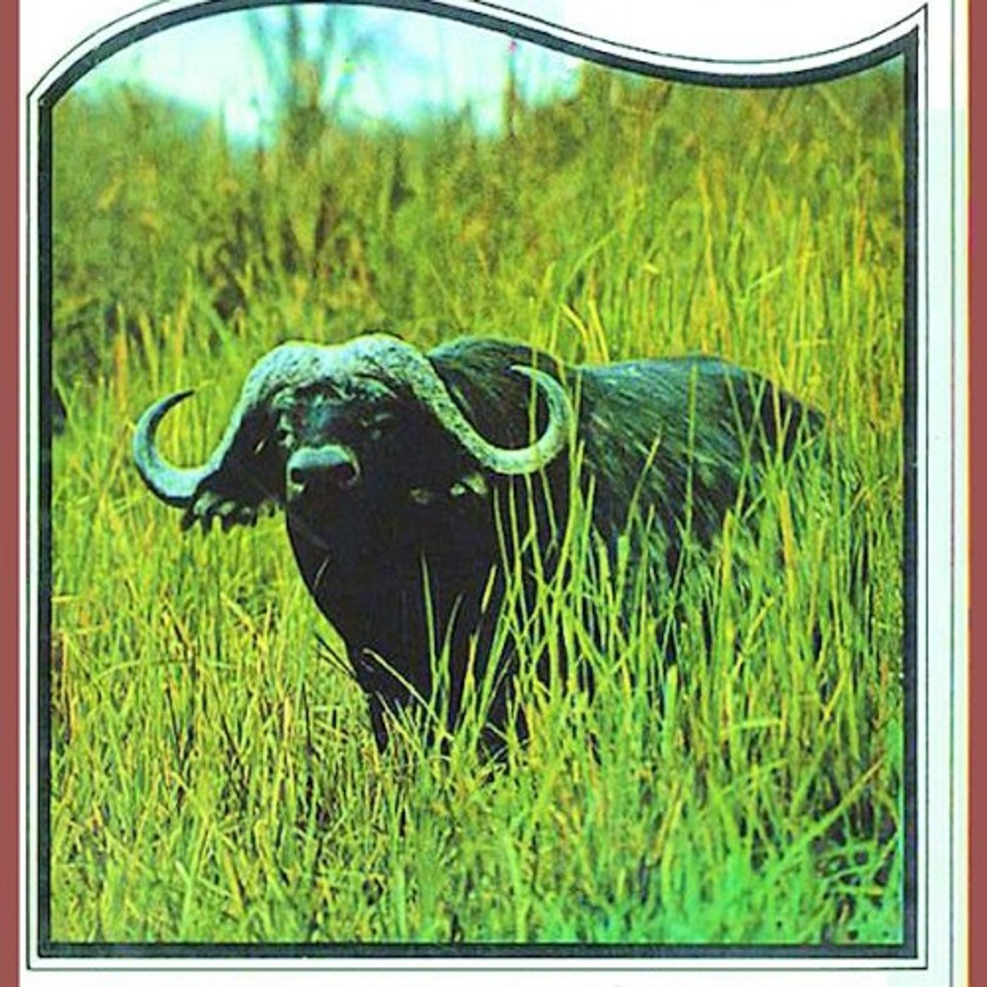 (Resumen) Thunda, el bufalo - C. Bernard Rutley