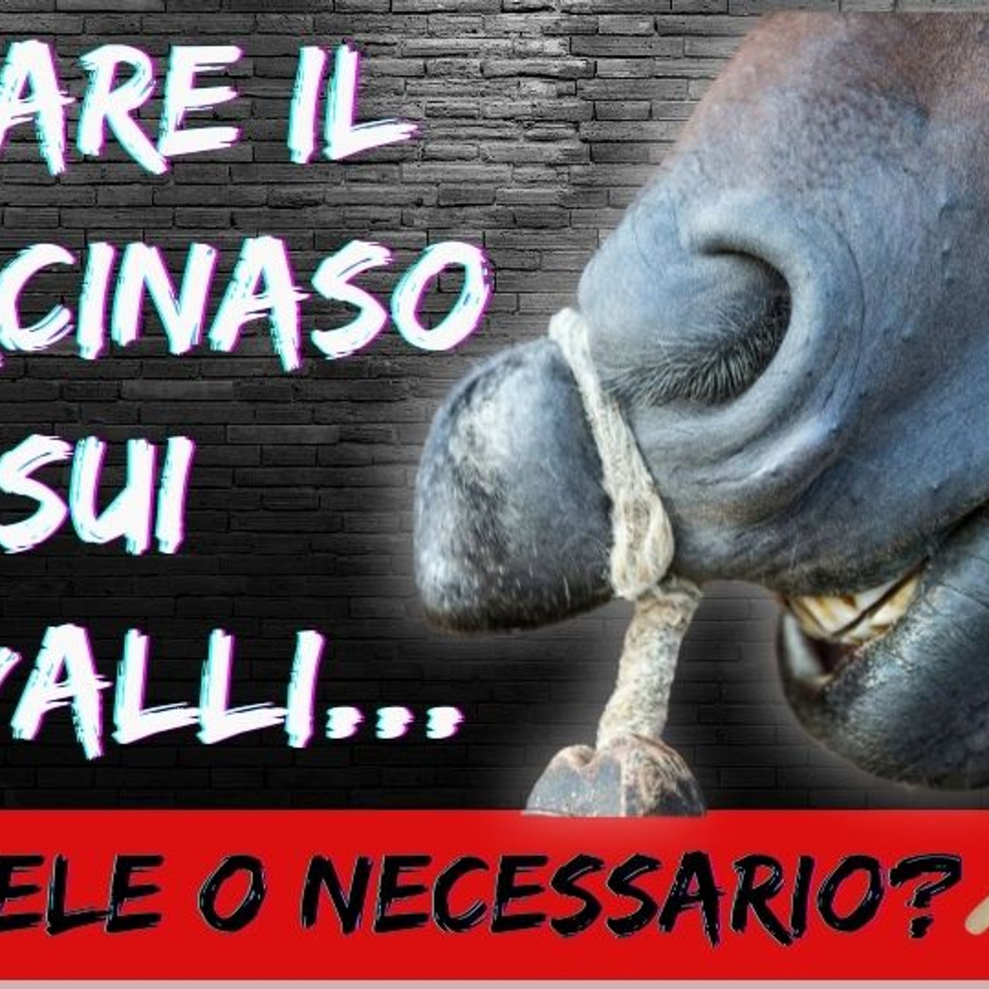 Matteoni Horsemanship
