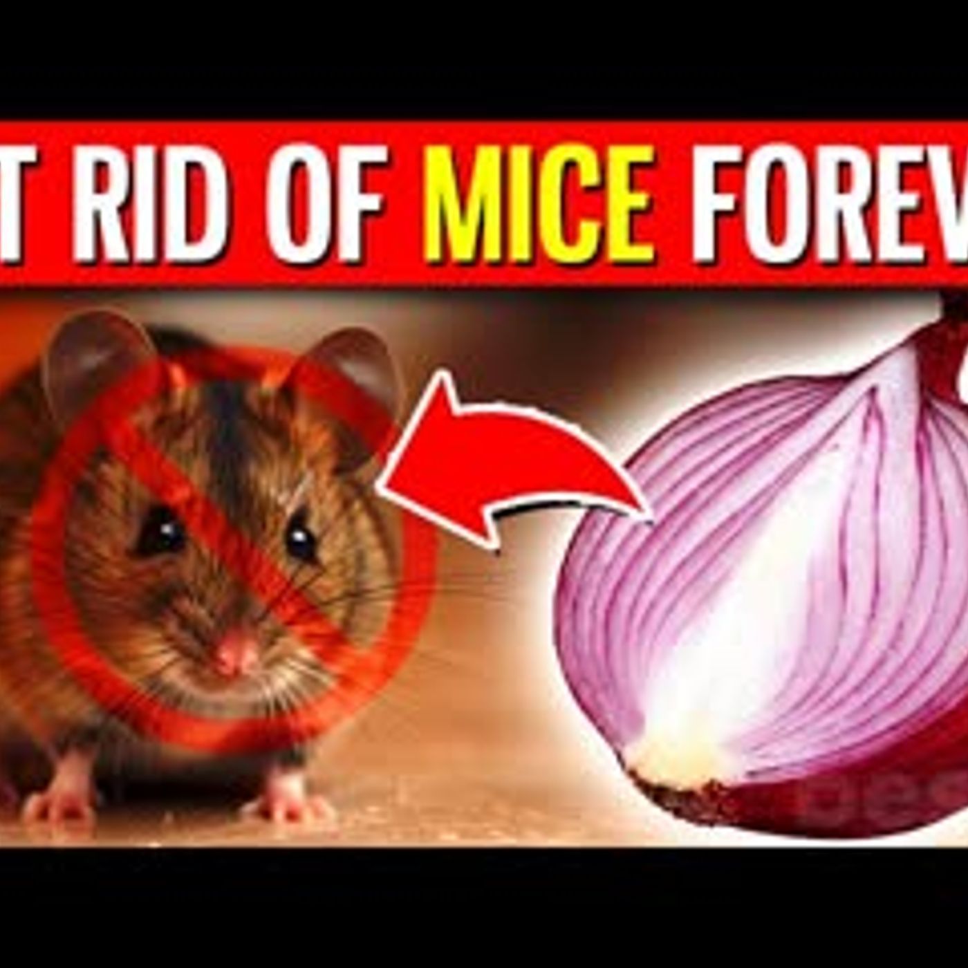 11 NATURAL Ways To Get Rid Of Mice FOREVER Hiding In Your Home episode artwork