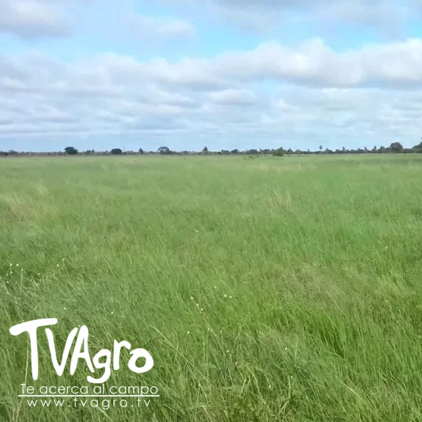 TV AGRO