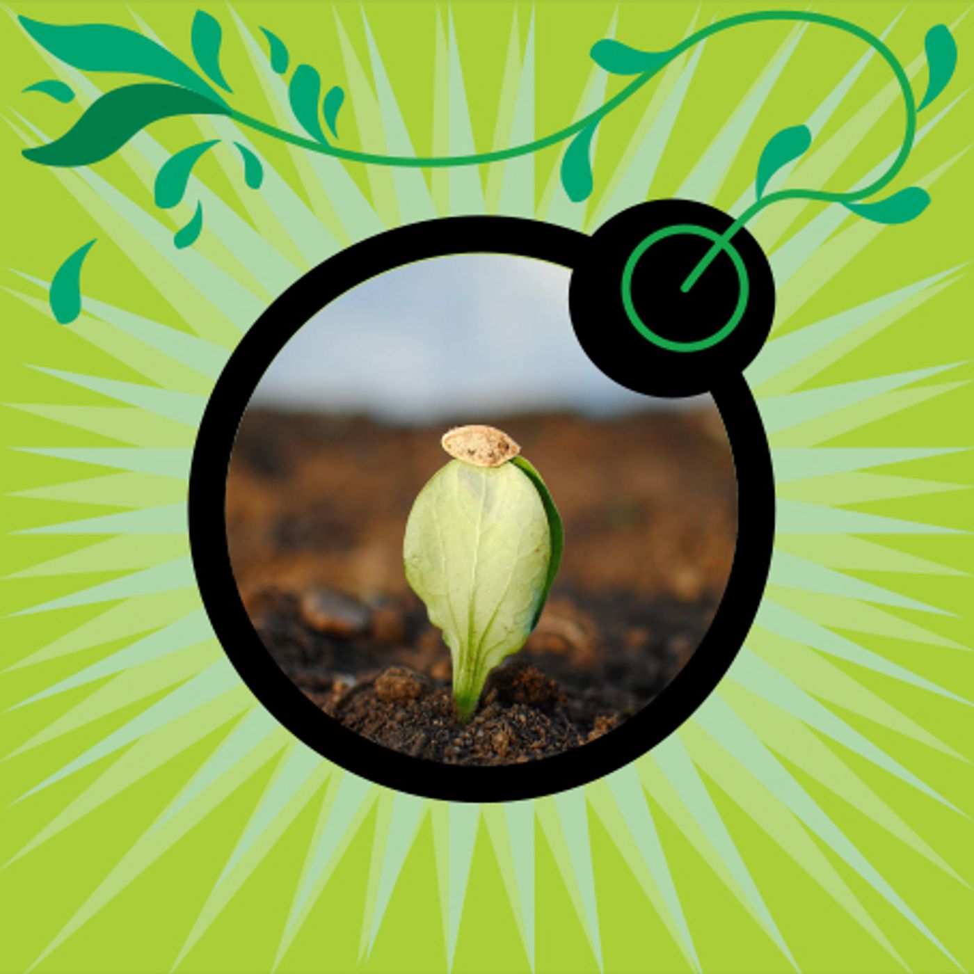 SEED BOMBS