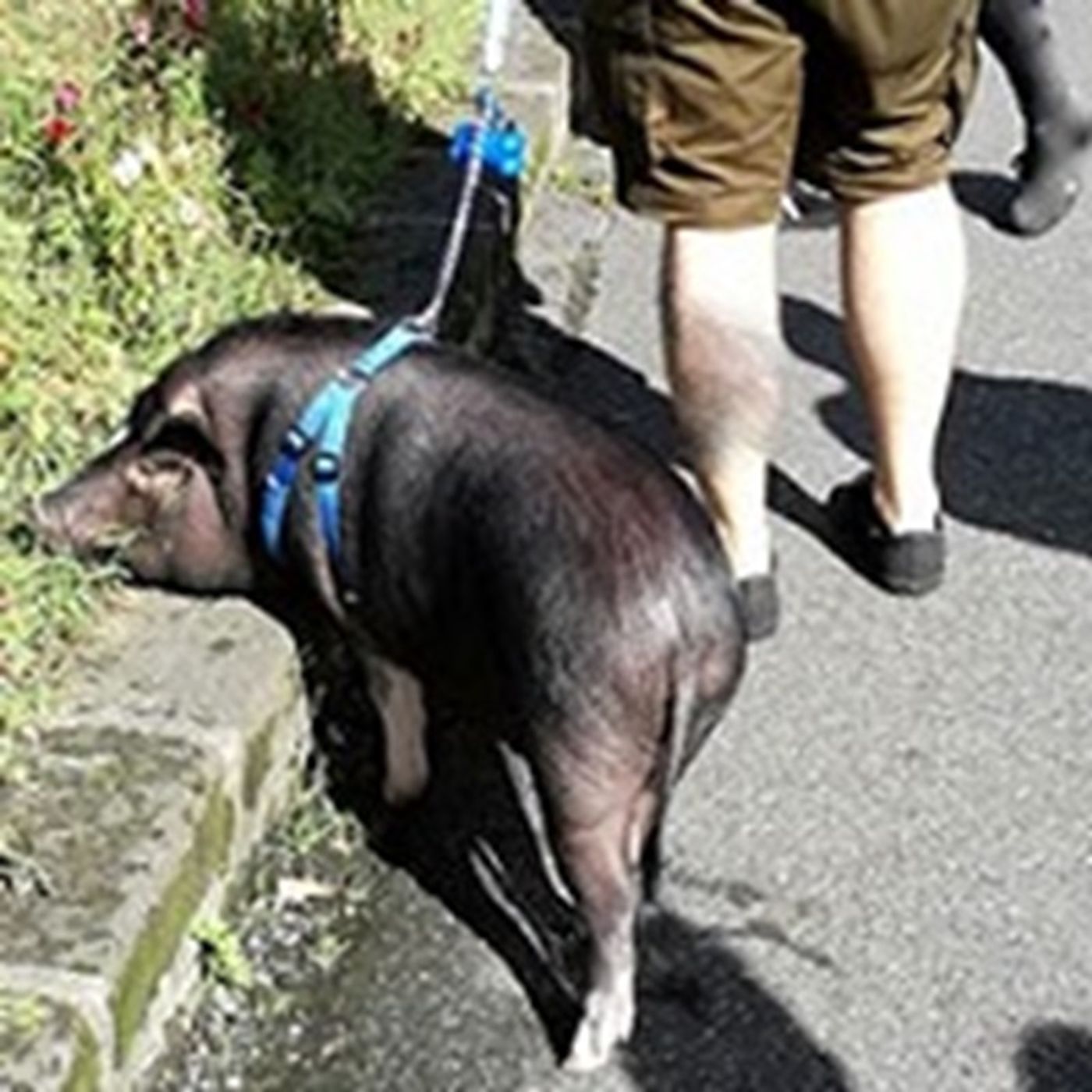 Animalisti e vegetariani - BastaBugie.it