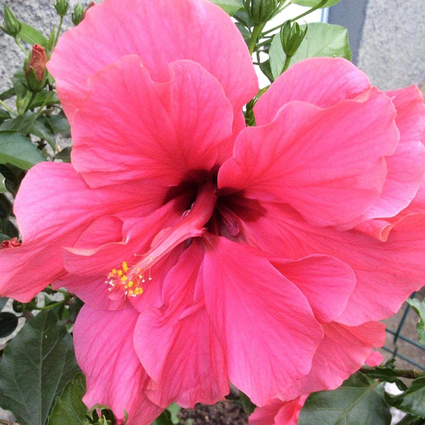 Russisch als Fremdsprache