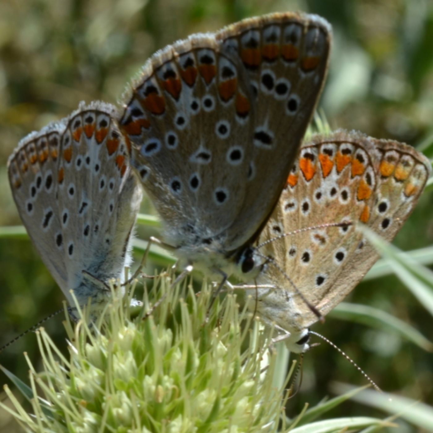Copertina di 2 - Omelia Festiva!